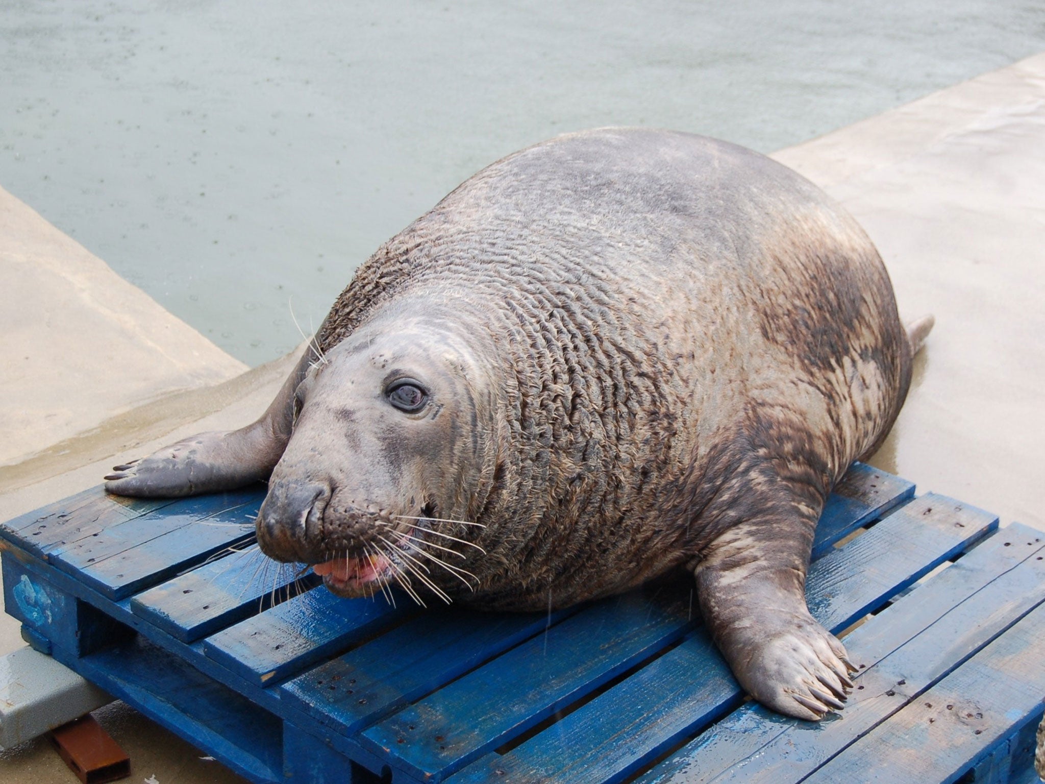 Yule Log, the overweight grey seal. Staff at the sanctuary said his lovable character and pleading eyes were hard to resist at feeding time