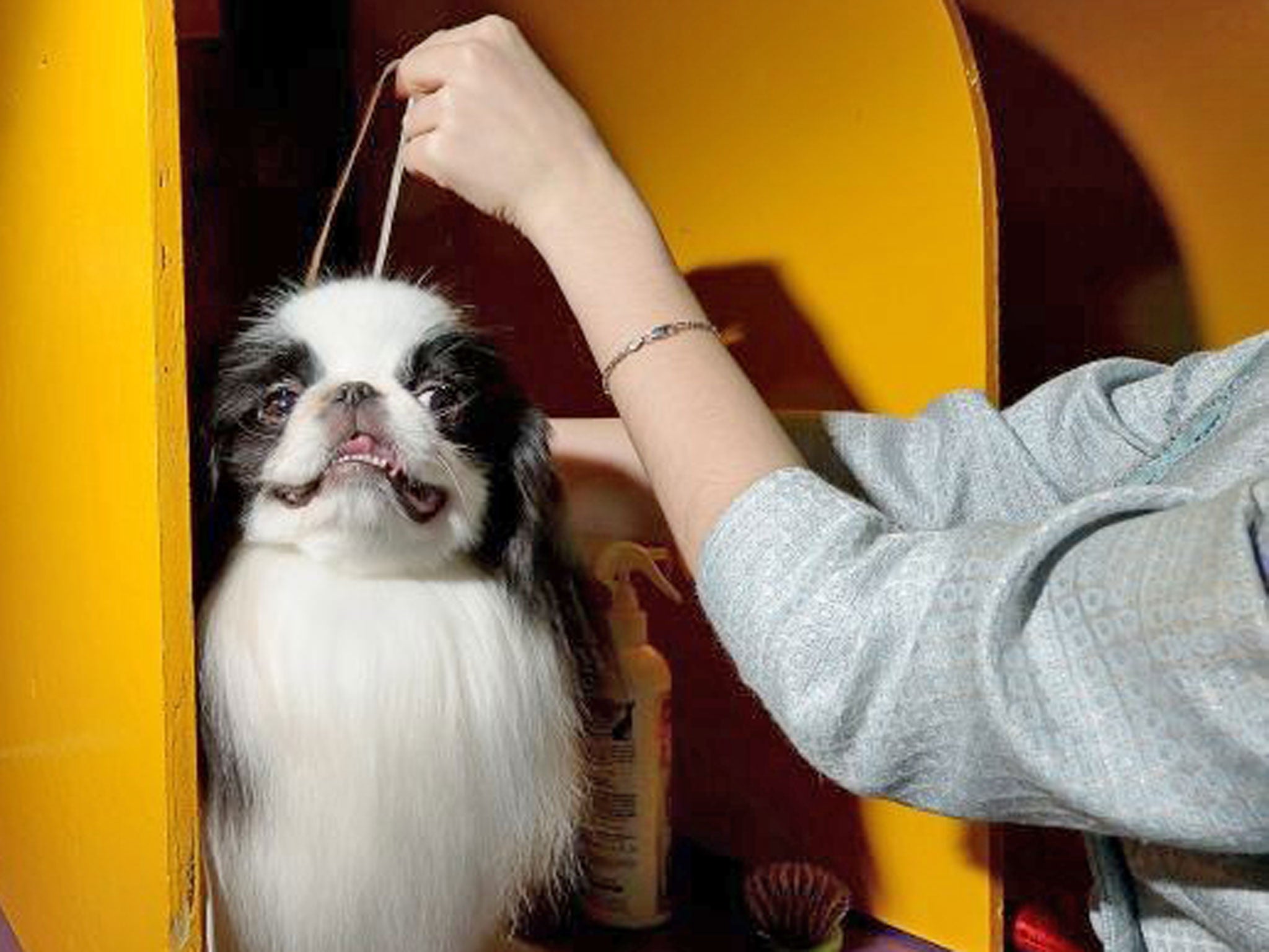 A japanese chin named Sushi is groomed during the first day of the 2013 Westminster Kennel Club Dog Show in New York