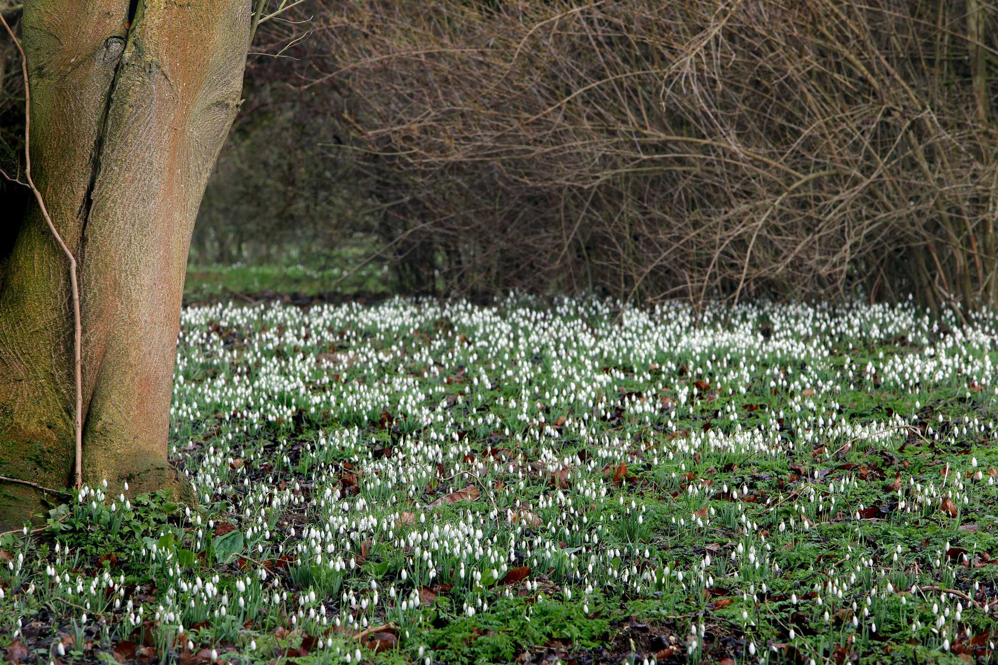 The snowdrop display at Chippenham Park in Cambridgeshire