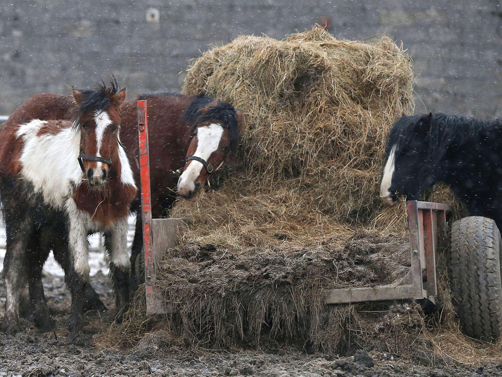 Horses are pictured in a field beside the Peter Boddy slaughterhouse in Todmorden, north-west England