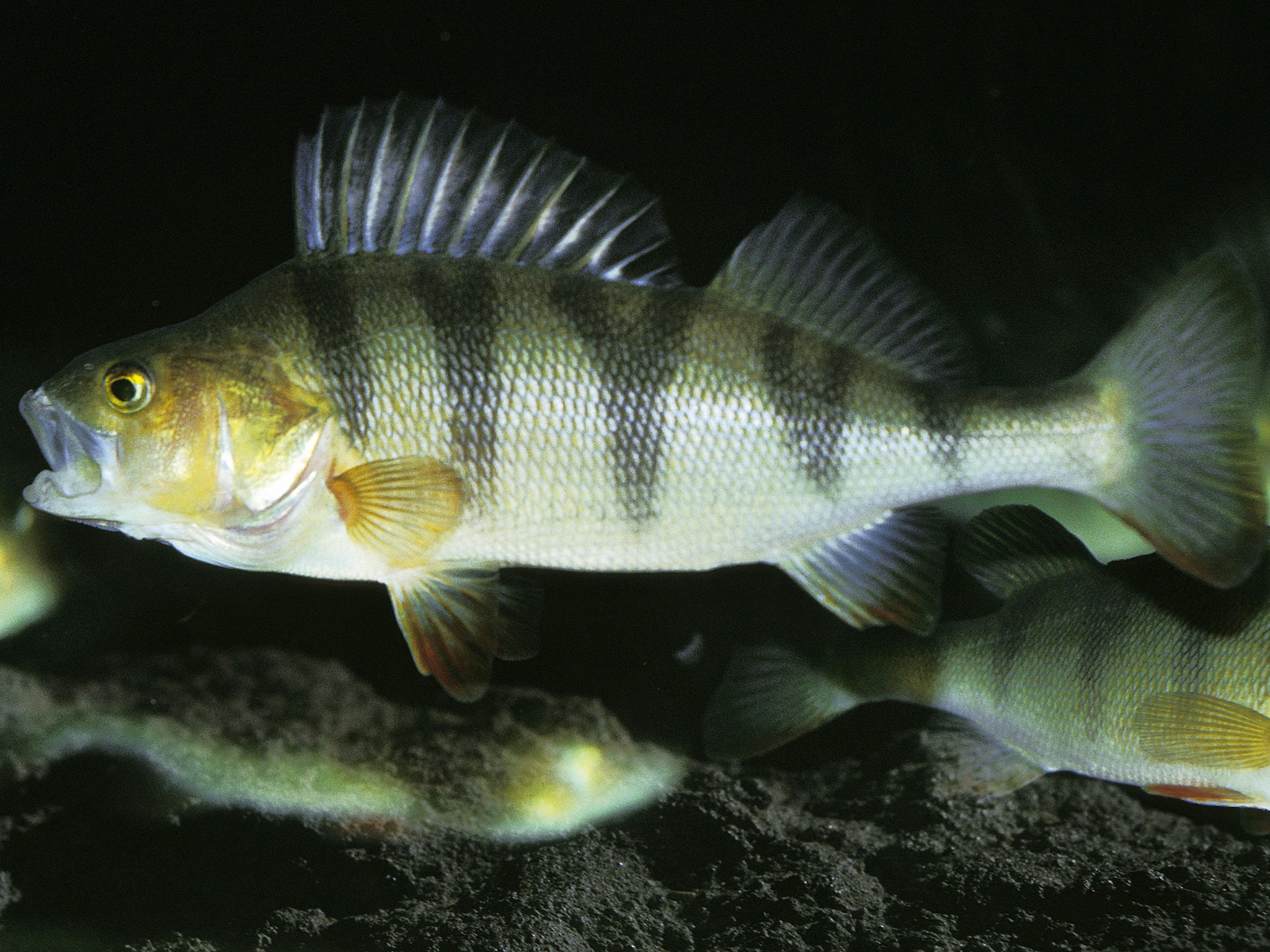 Relatively low concentrations of benzodiazepines commonly found in rivers throughout Europe, including Britain, can significantly affect the behaviour of the European perch