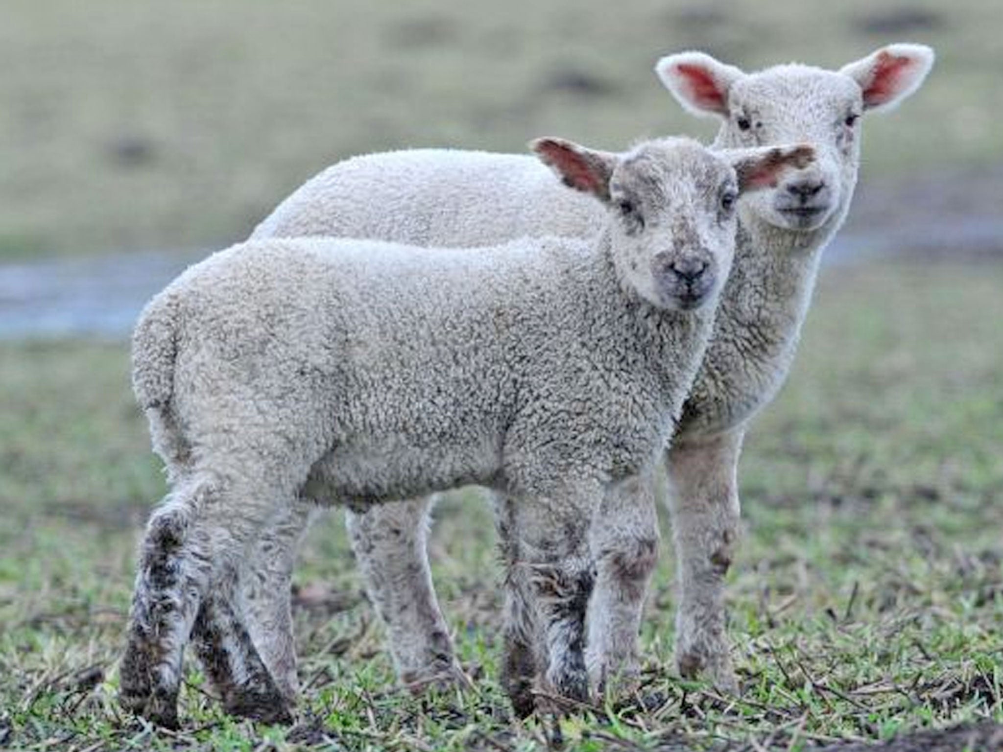 Farmers fear livestock crisis after thousands of animals killed by Schmallenberg disease