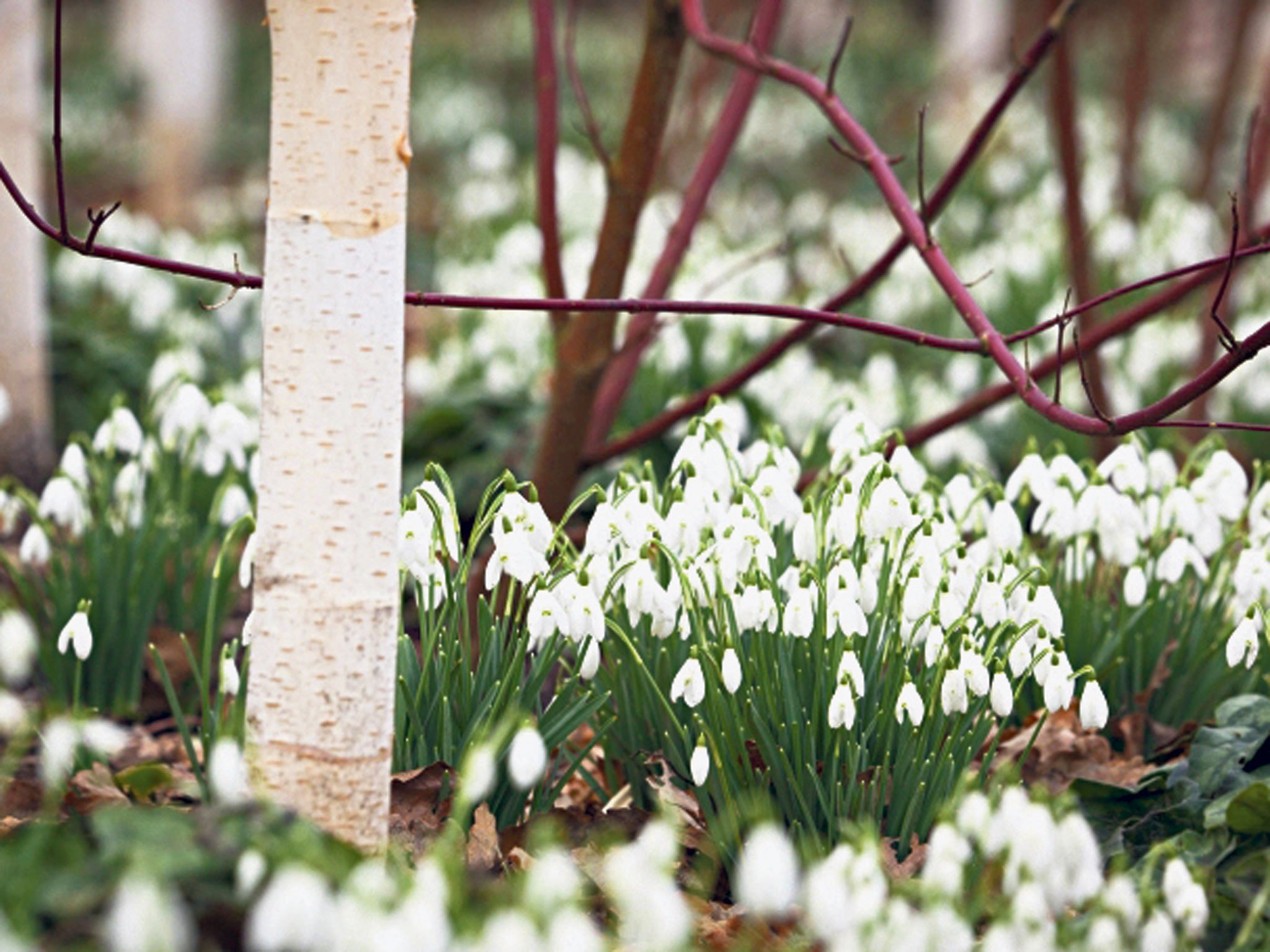 <p><strong>{1} Dunham Massey, Greater Manchester </strong></p>
<p>The country’s largest winter garden opened in Cheshire in 2009 and boasts hundreds of thousands of snowdrops. Even head gardener Damian Harris has said it’s hard to imagine how much it has changed in just four years. </p>
<p>Garden open 11am-4pm Mon-Fri,  11am-5.30pm Sat and Sun,  adults £7.20, children £3.60,  <a href="http://www.nationaltrust.org.uk/dunham-massey/" target="_blank">nationaltrust.org.uk/dunham-massey</a></p>