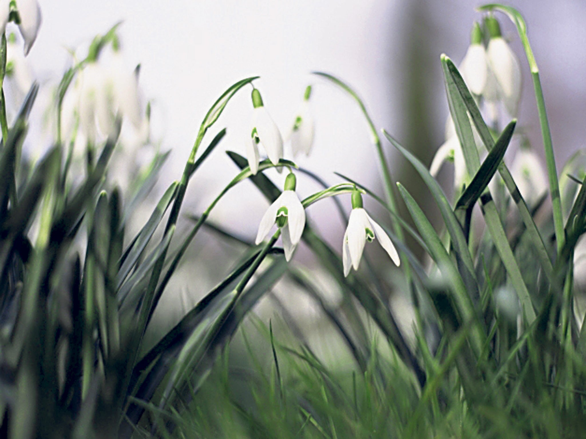 We planted a few snowdrops round Joshua’s grave