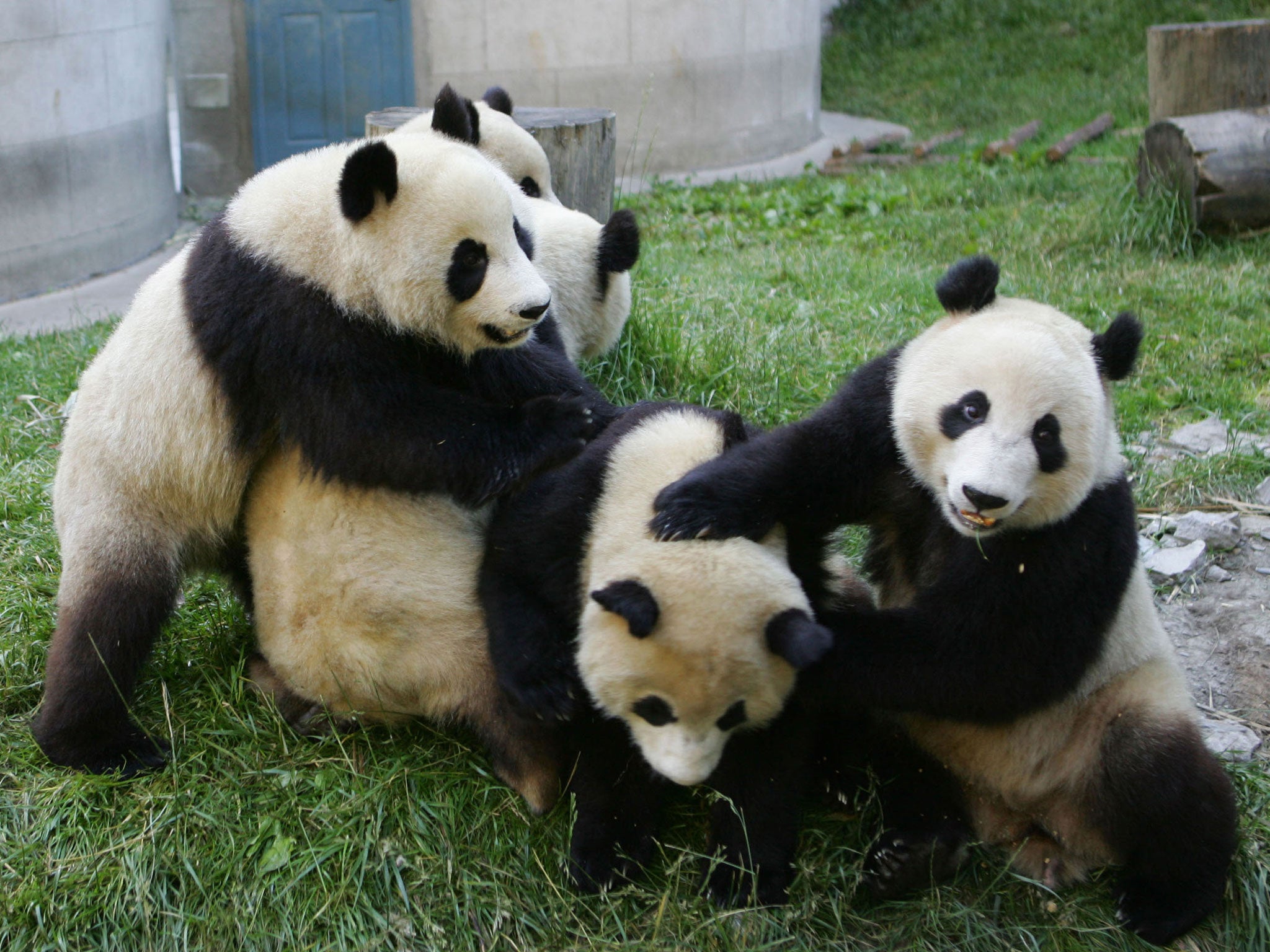 The British Royal Family in panda form. From left to right: Prince William, The Duchess of Cambridge, Prince Charles, Prince Harry, Camilla Parker-Bowles