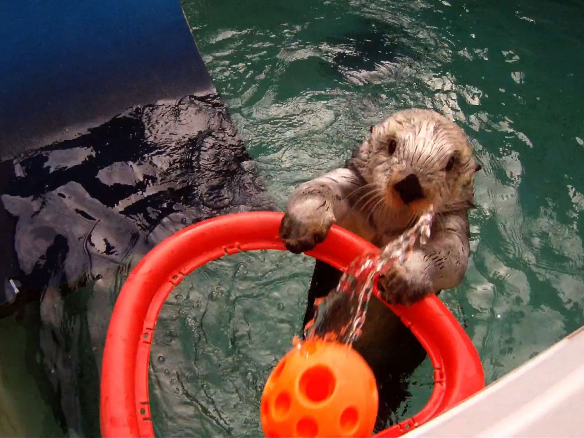 Eddie practises in his training pool