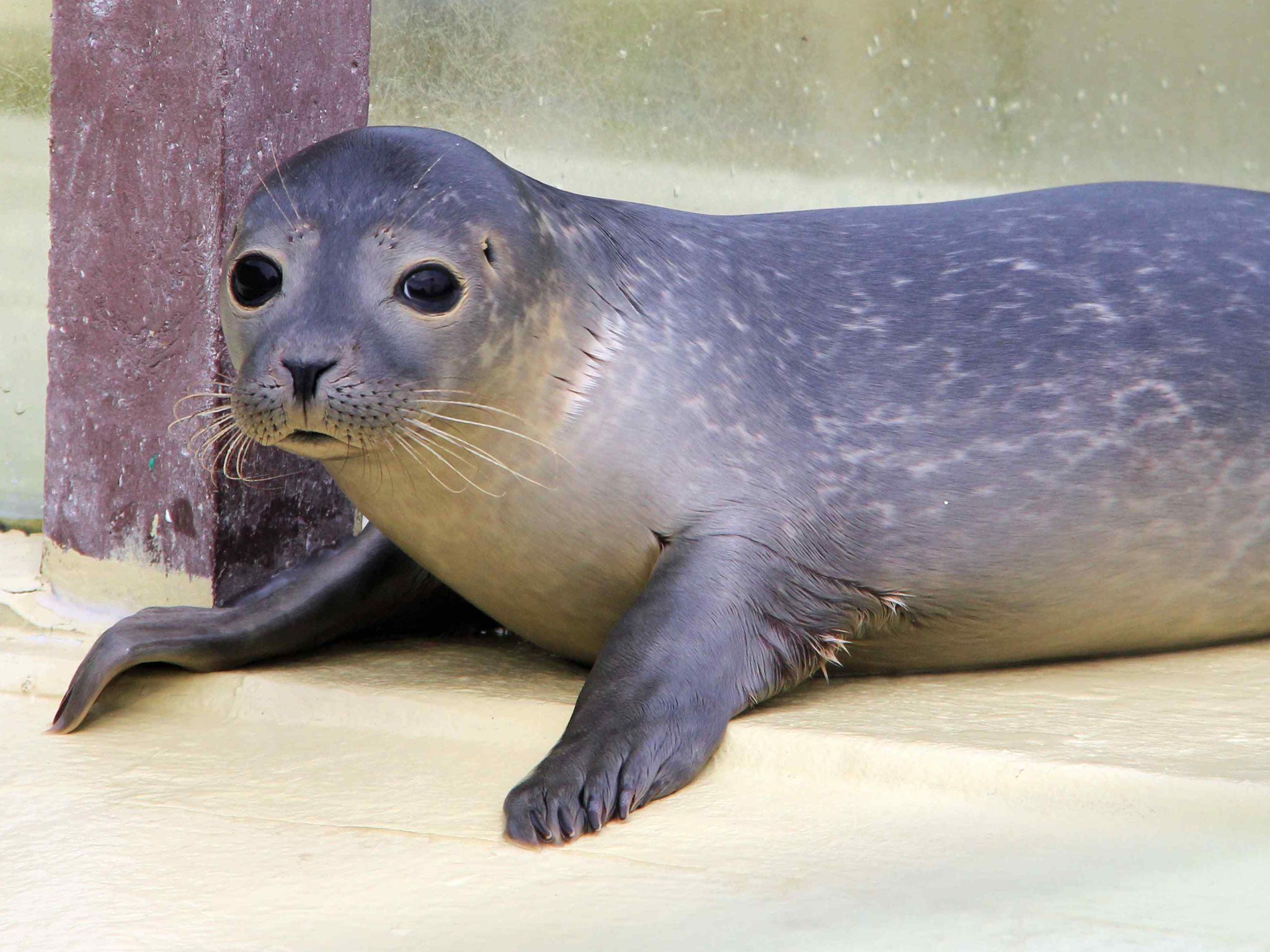 Seals may help scientists discover more about how humans sleep