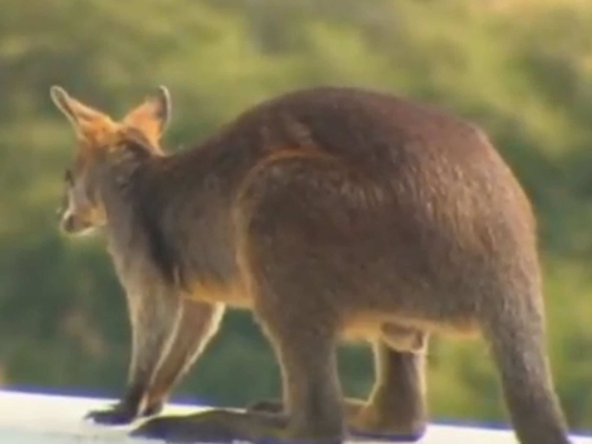 The dare-devil marsupial, who has not been named, diced with potential disaster as he bounced around on the ledge above a 50 metre drop.