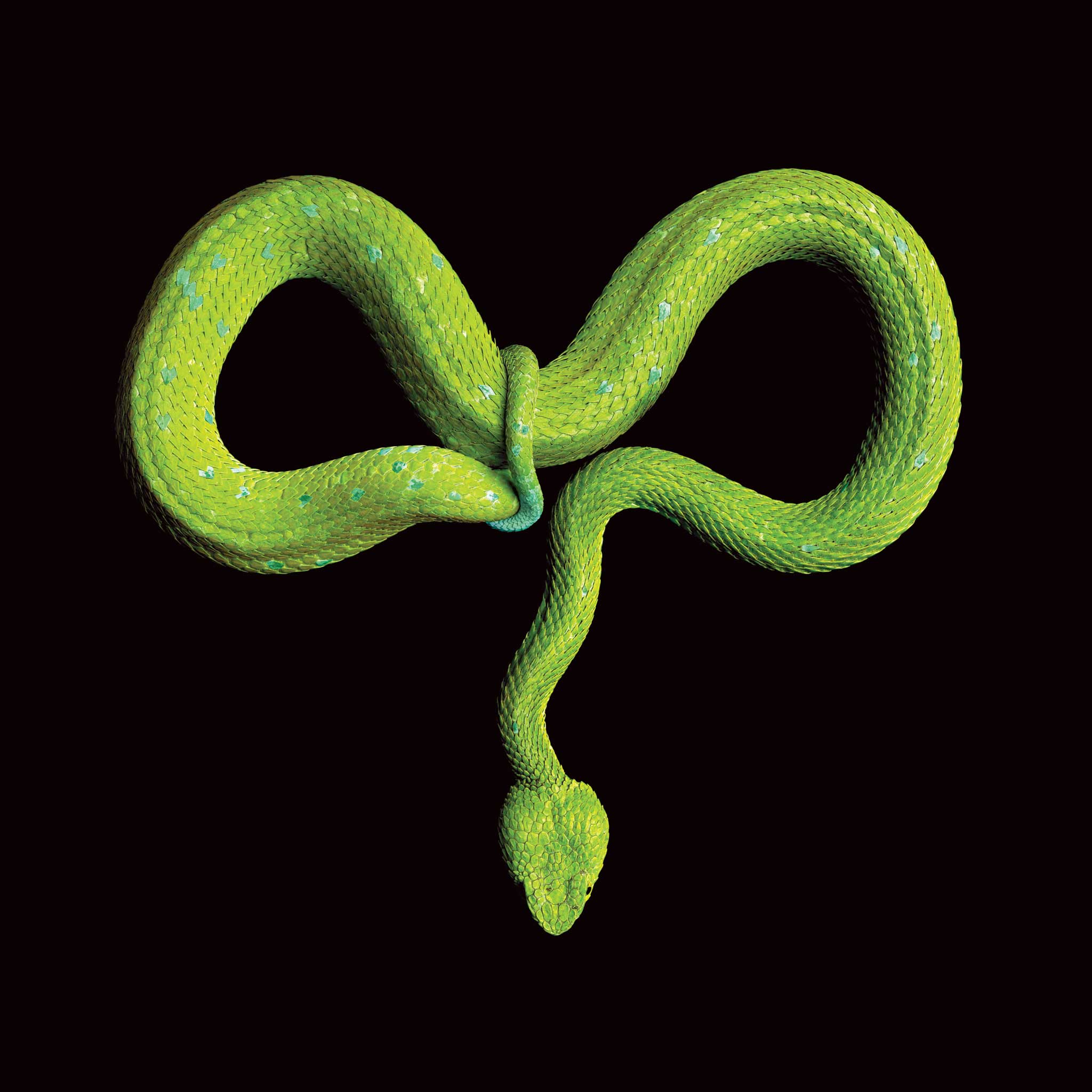 Rowley's Palm Pit Viper