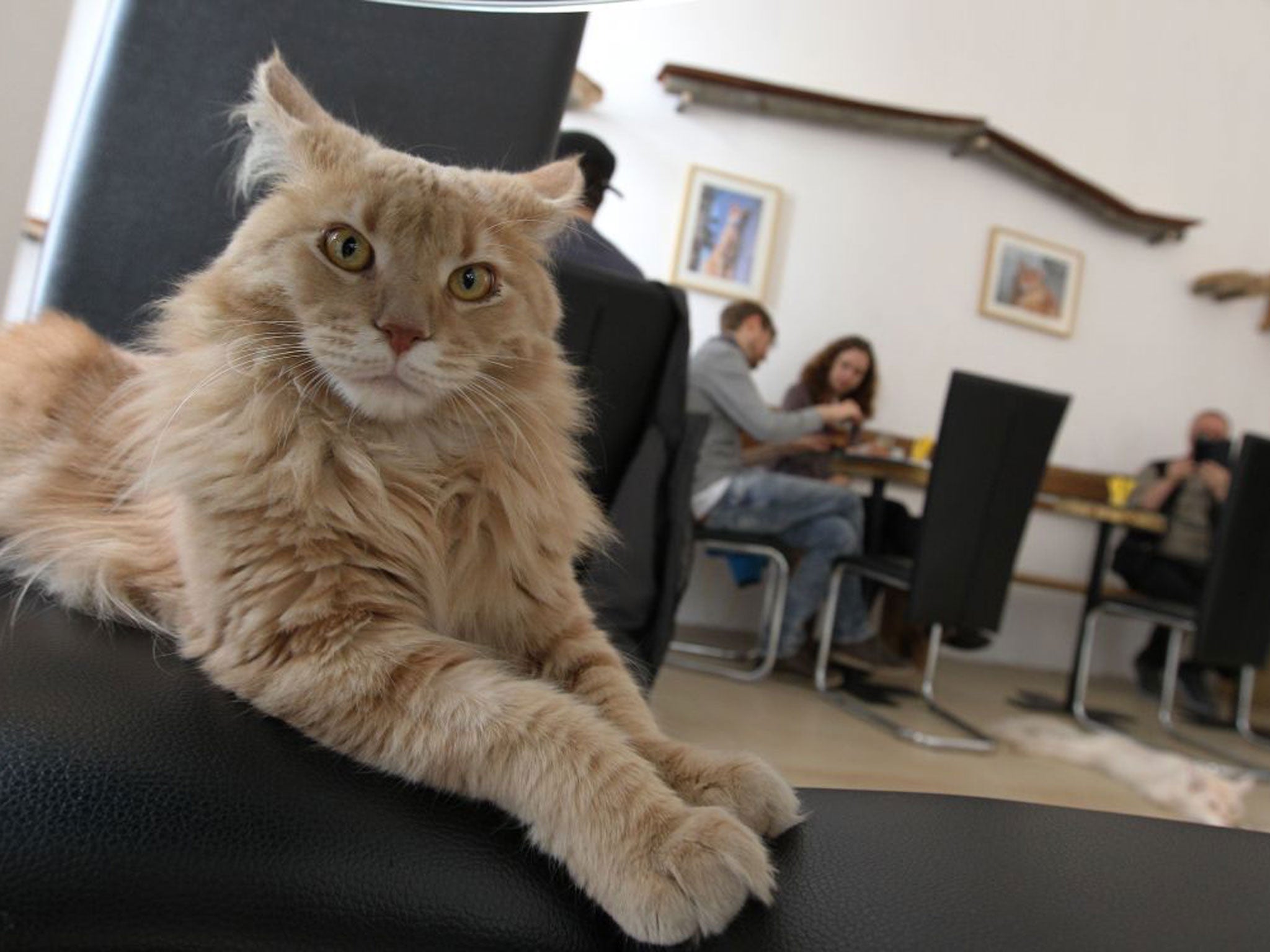 Cat Cafe's are set to be established in London