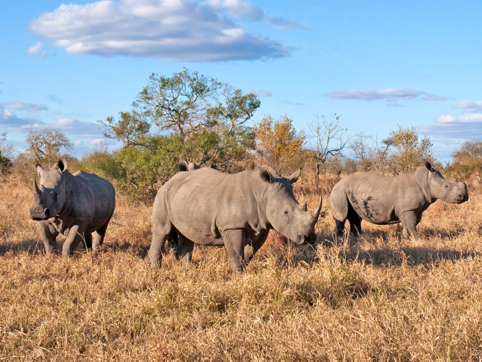 In South Africa alone, 633 rhinos were killed in 2012