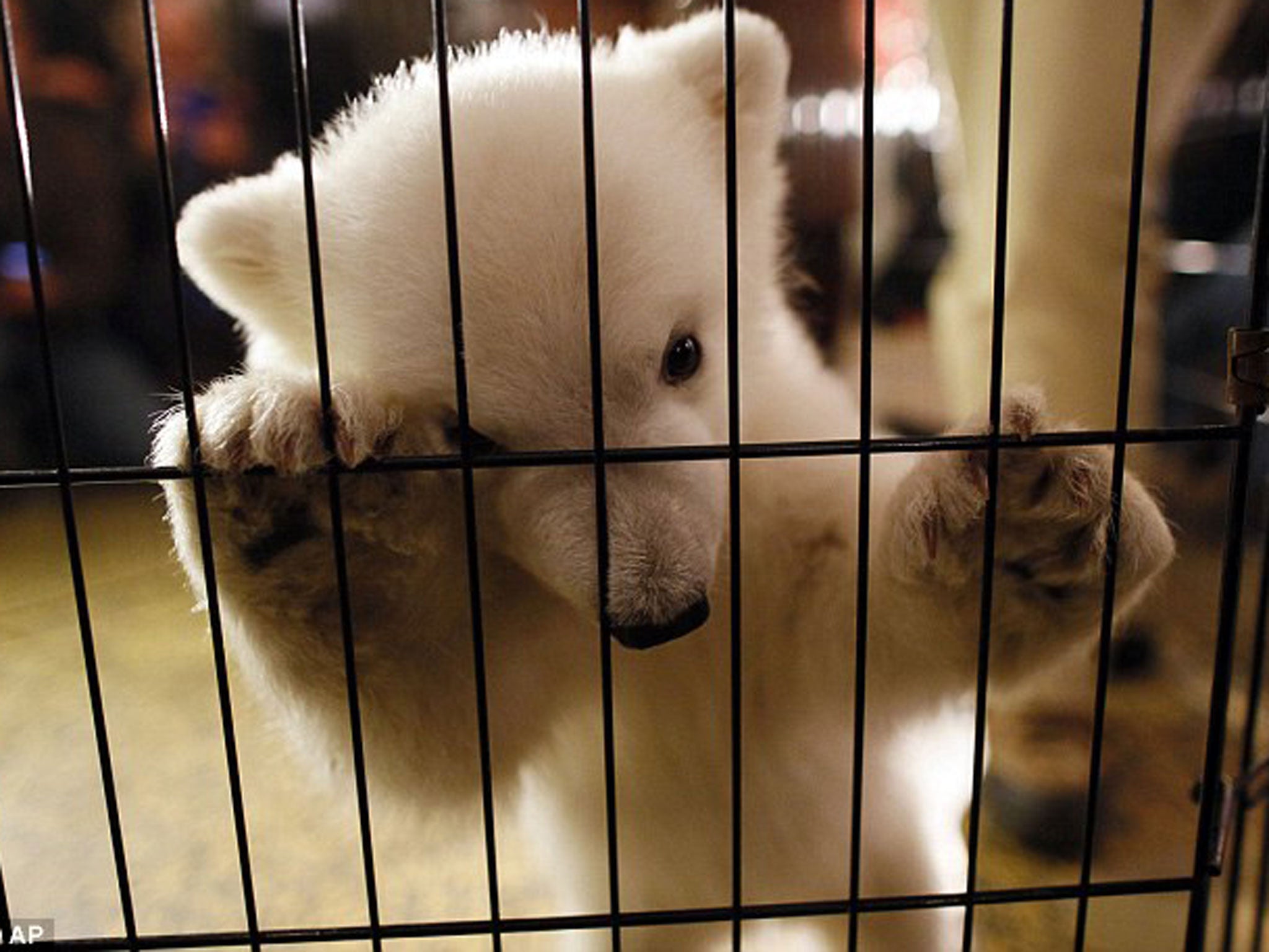 A polar bear cub unveiled at Buffalo Zoo