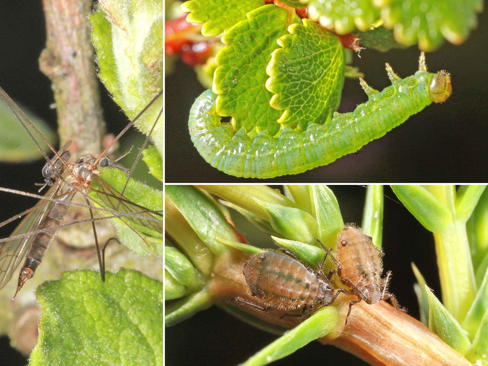Some of the eight new species new to the UK found on Dundreggan Estate near Loch Ness. The find brings the total number of species recorded at the site where forest restoration is taking place to more than 2,800