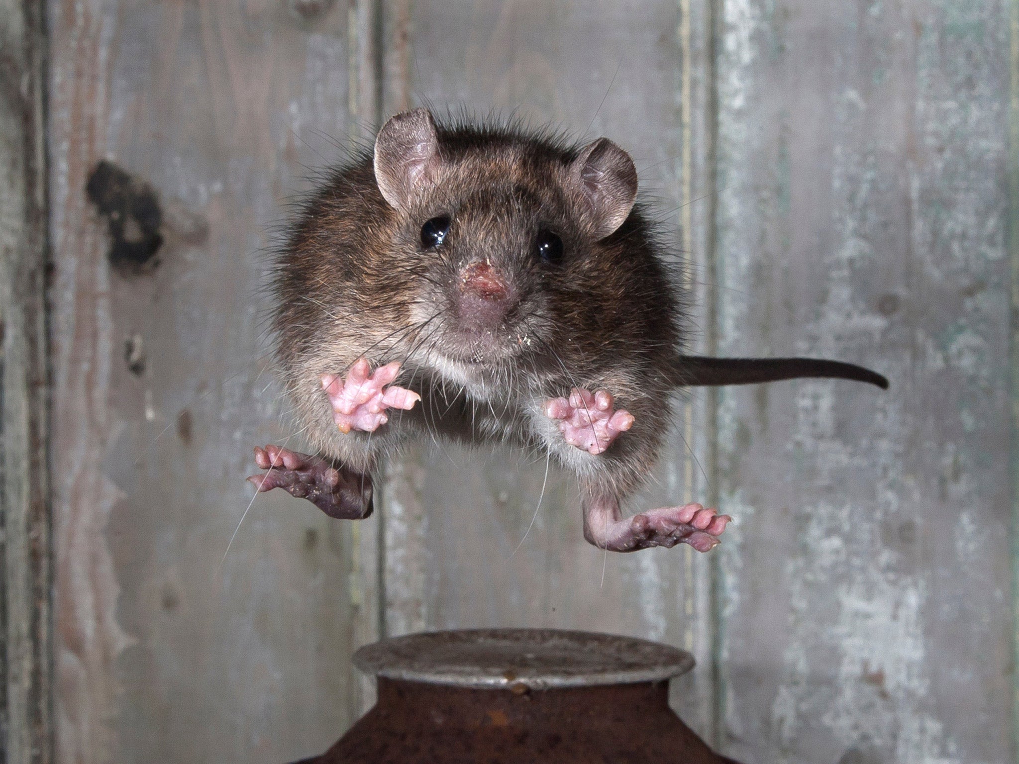 The winning image by Roy Rimmer who said: 'I caught this Rat in a live trap and kept it in a outdoor set I made, the set up is two meters long and a meter wide made of Perspex,it has a plywood front with holes cut in for my camera and flash guns, I placed two rusty paint cans in the set up and the rat would leap from one can too the other,I had to use flash to freeze the action'.