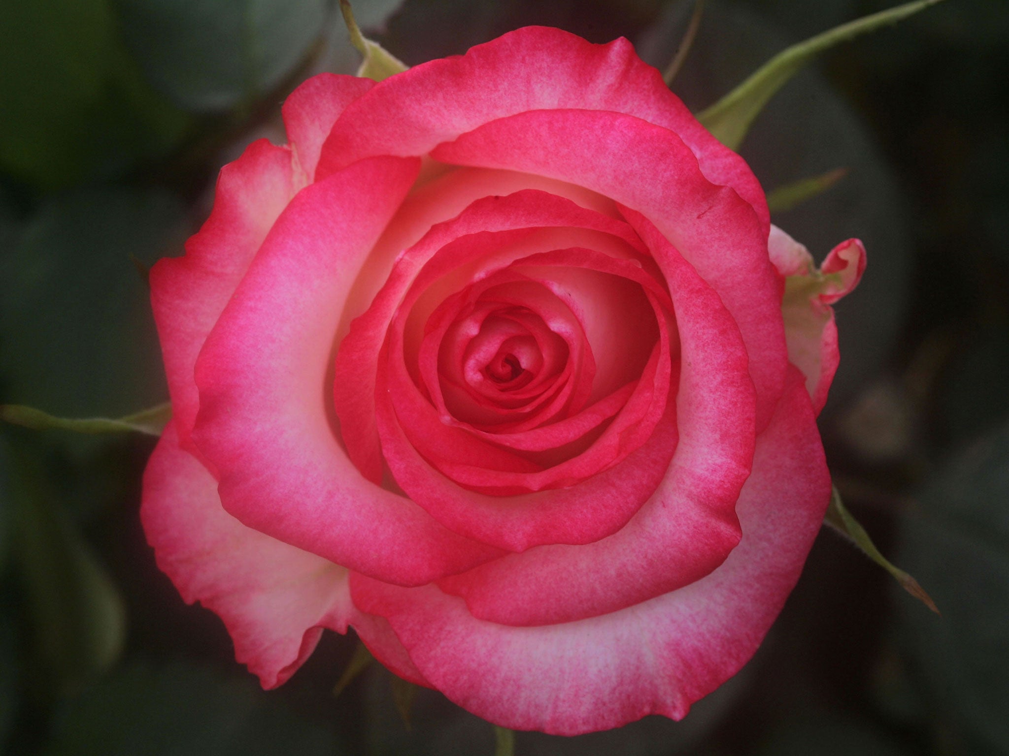 A pink-and-white rose of the Review variety in full bloom in a greenhouse February 7, 2007 at Moshav Menukha in southern Israel.