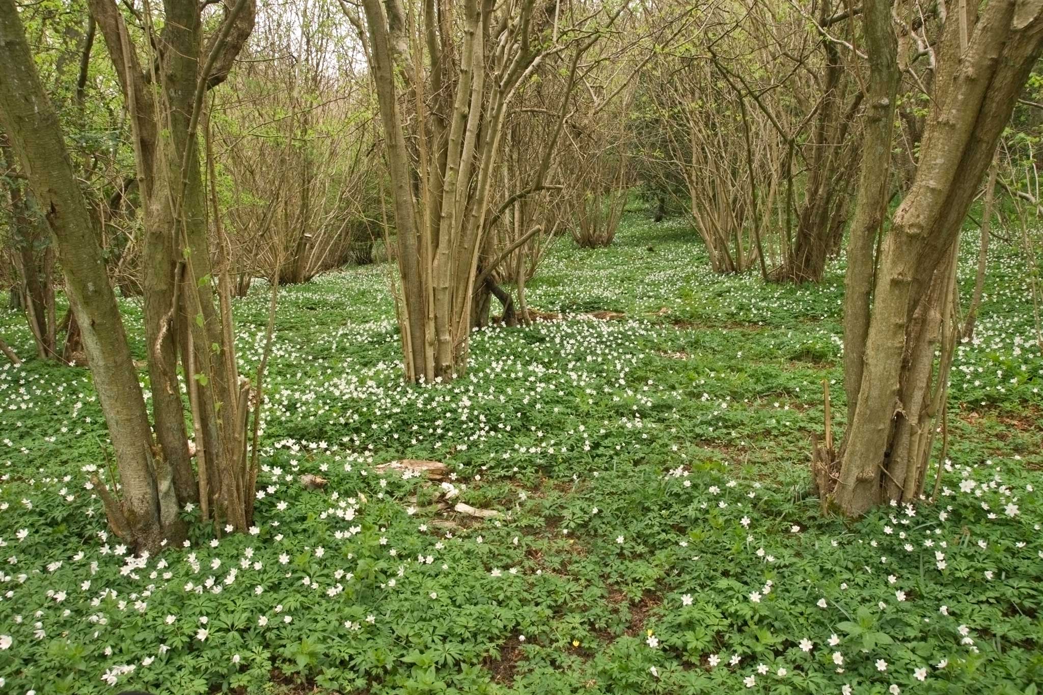 Coppiced hazel in woodland in North Yorkshire