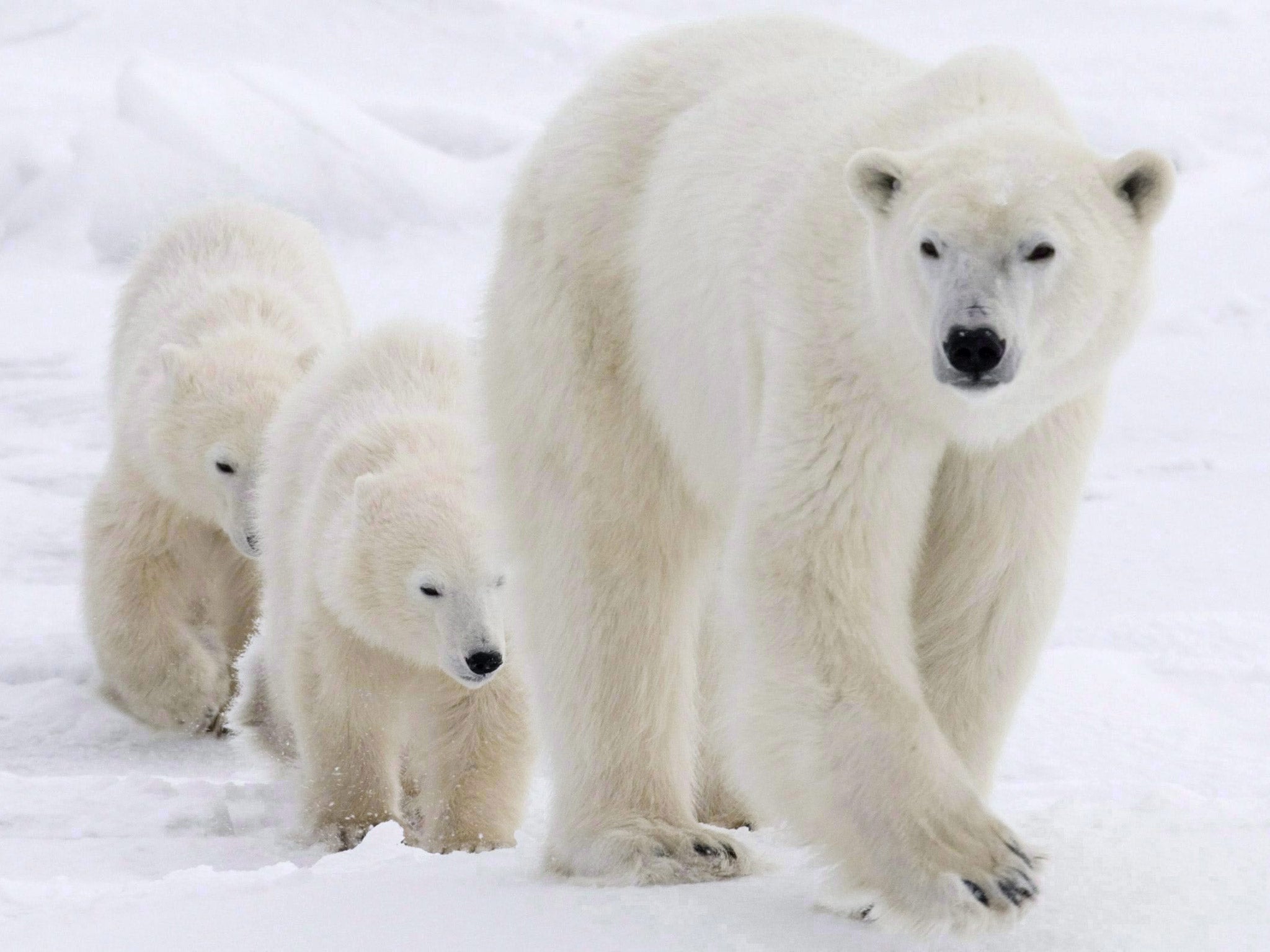 Polar bears are a protected species and shooting them is allowed only for self-defence and as a last resort