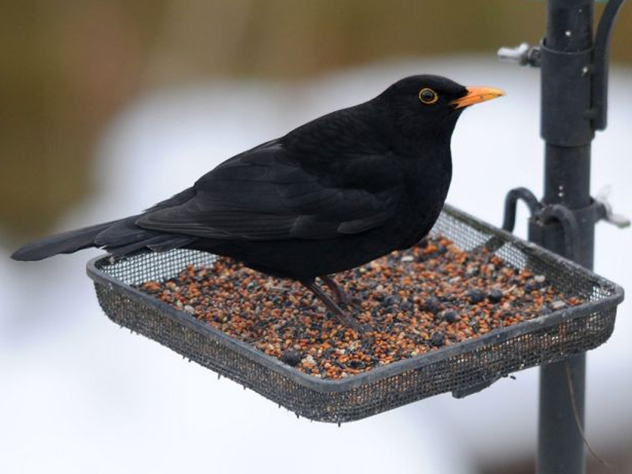 The blackbird population has declined by 40 per cent in Greater London