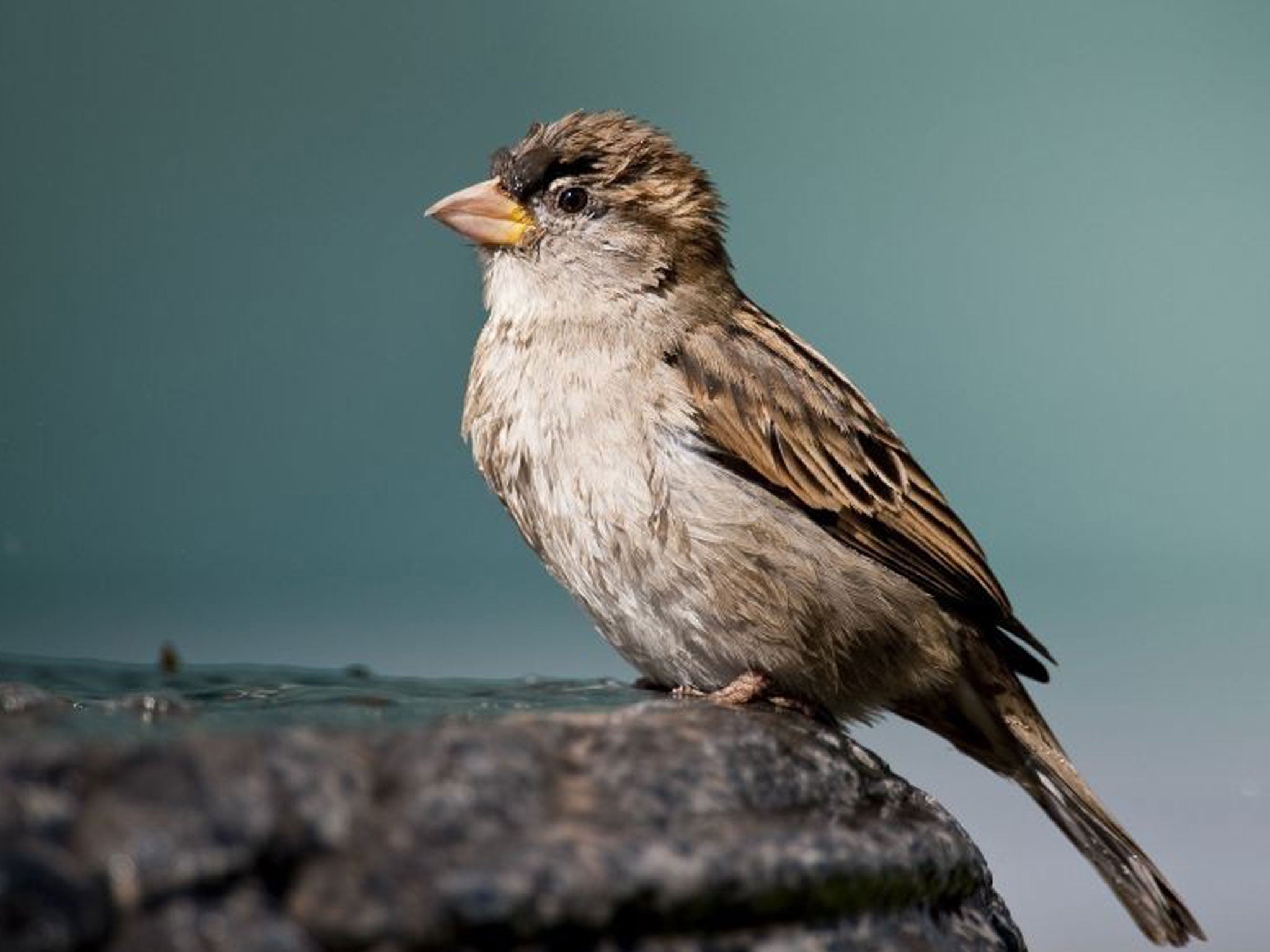 The sparrow's decline has levelled off, according to the British Trust for Ornithology