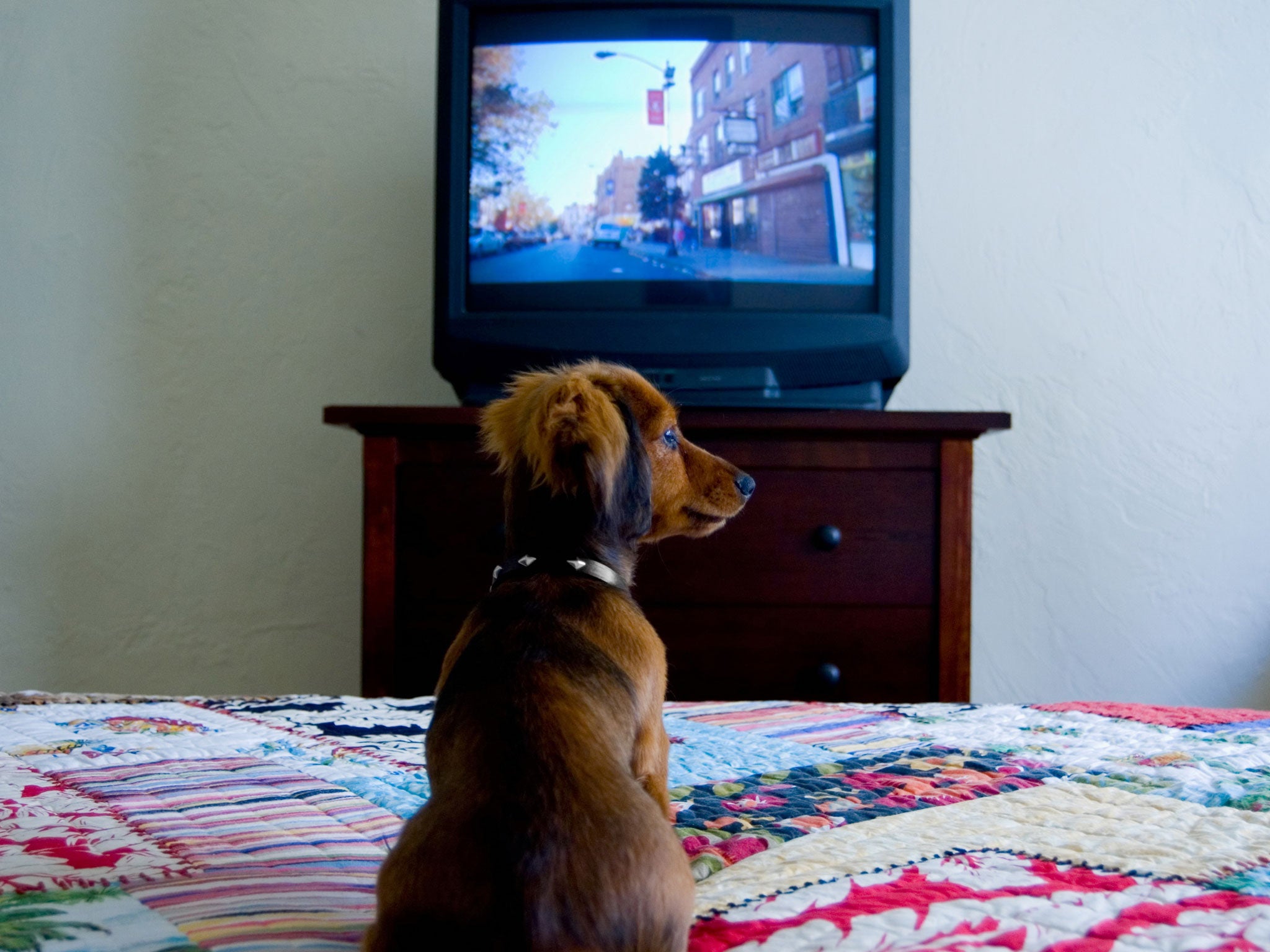 An Israeli cable television company has set out to solve the problem of bored pooches by launching a television channel aimed at dogs.