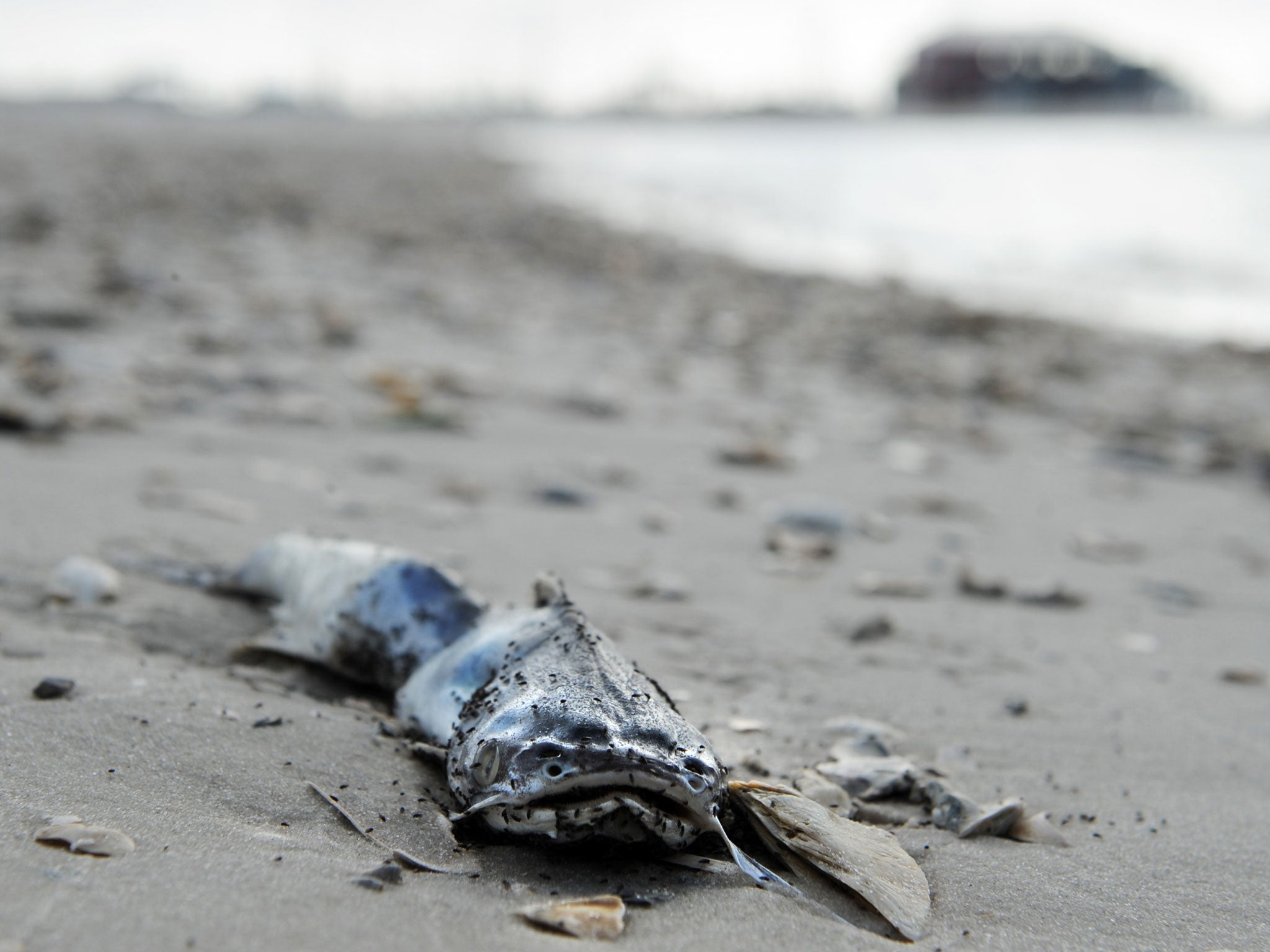 A dead fish is seen on the beach May 5, 2010 in Pass Christian, Mississippi as the gulf coast is still threatened by the oil spill from the BP Deepwater Horizon platform disaster.