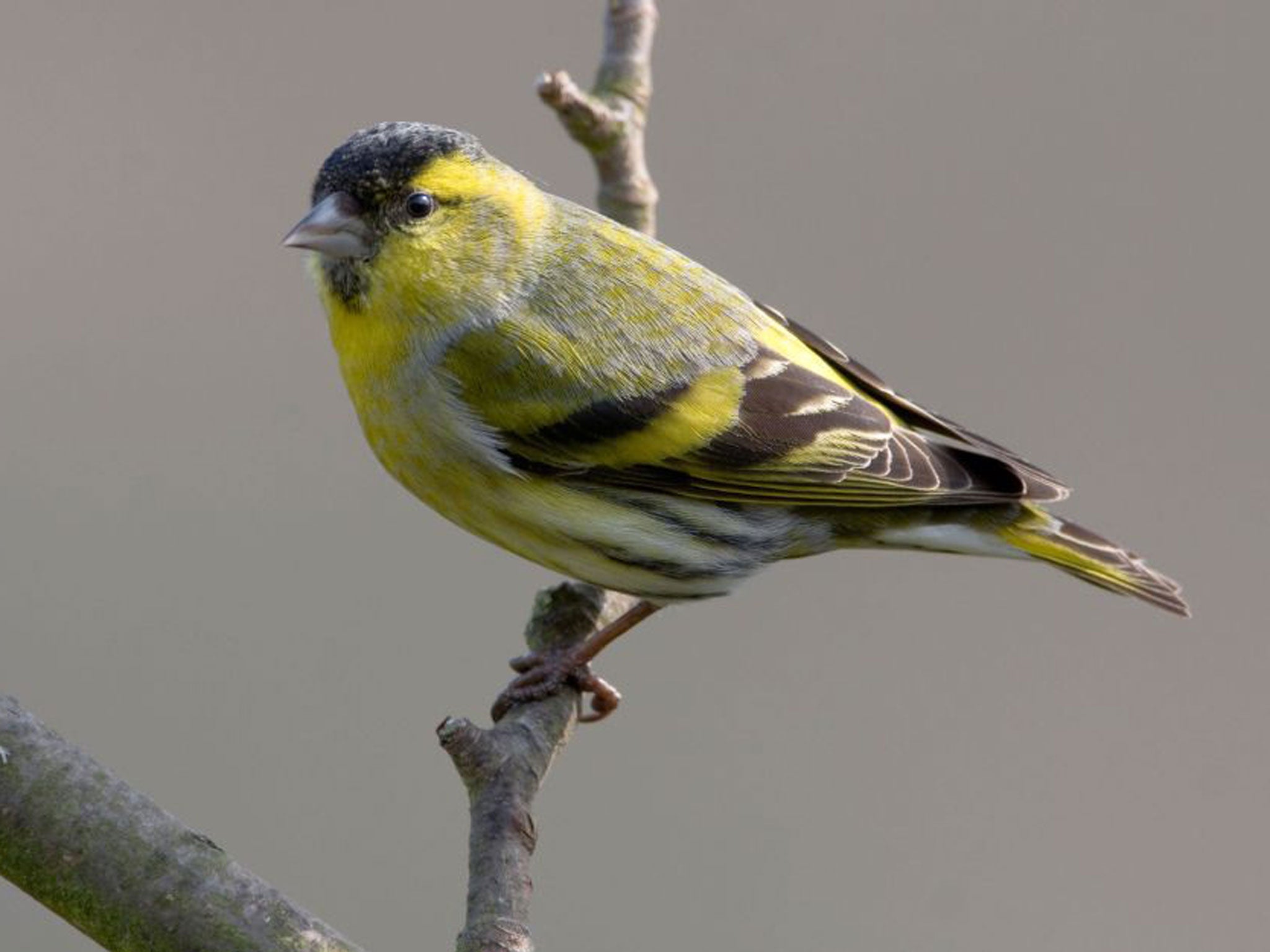 Siskin, Carduelis spinus. Image shot 2009. Exact date unknown.