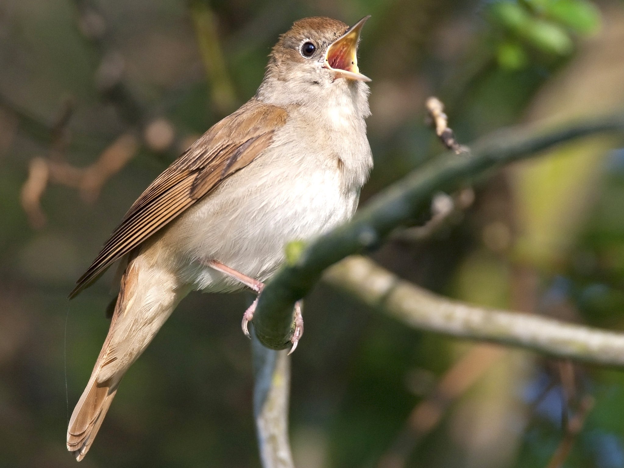 The nightingale is one of Britain’s most beloved birds