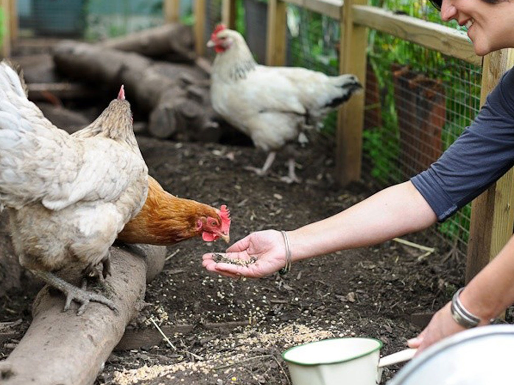 Backyard girls: Genevieve Taylor with her chickens in her Bristol garden