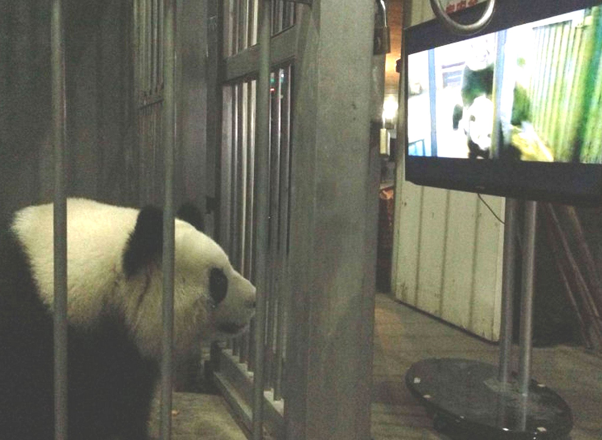 Researchers hit on the idea of showing the couple footage of pandas lustily mating in the wild.