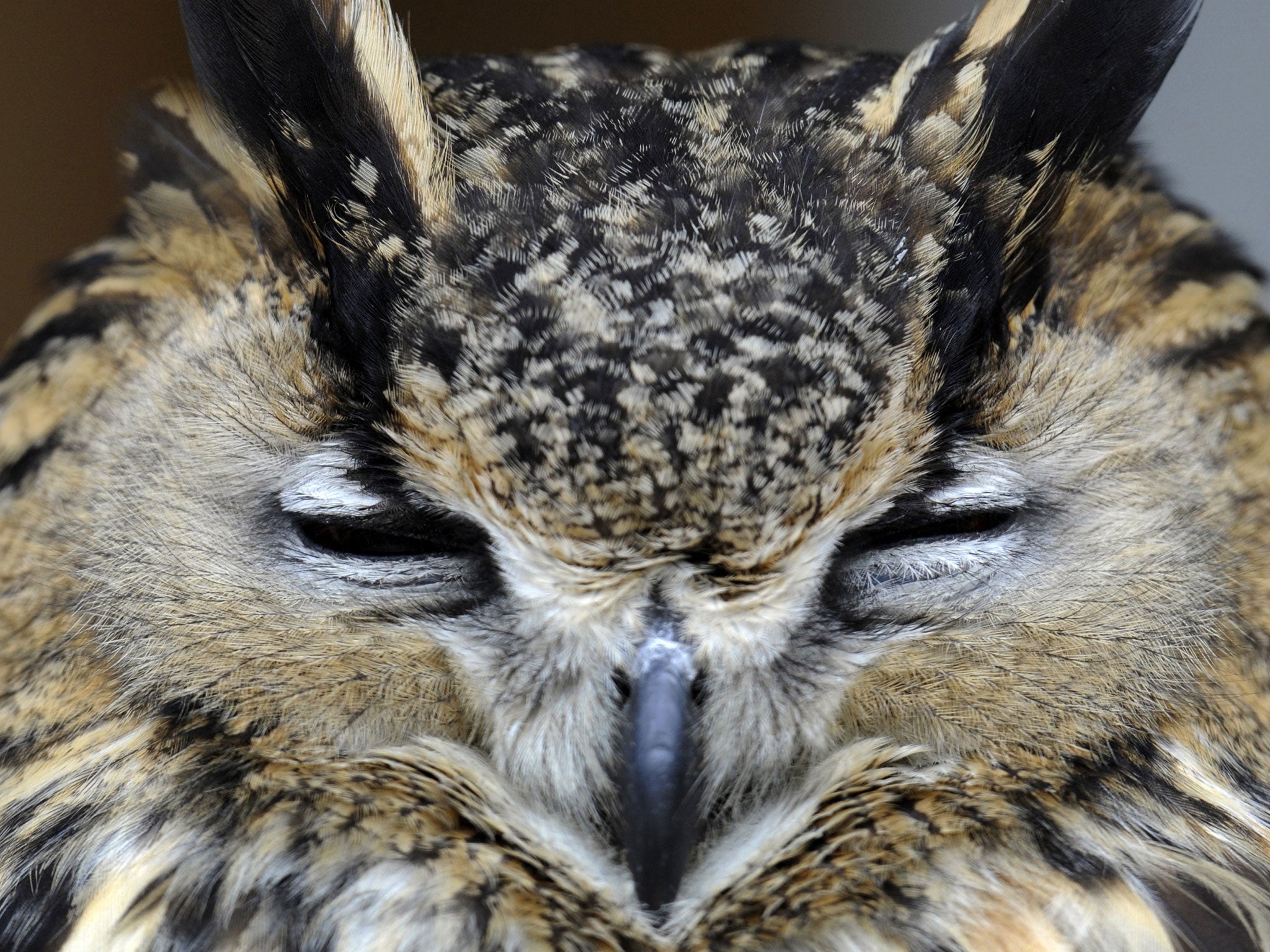 A man has been arrested after rare birds, thought to be owls, were found dead in a freezer