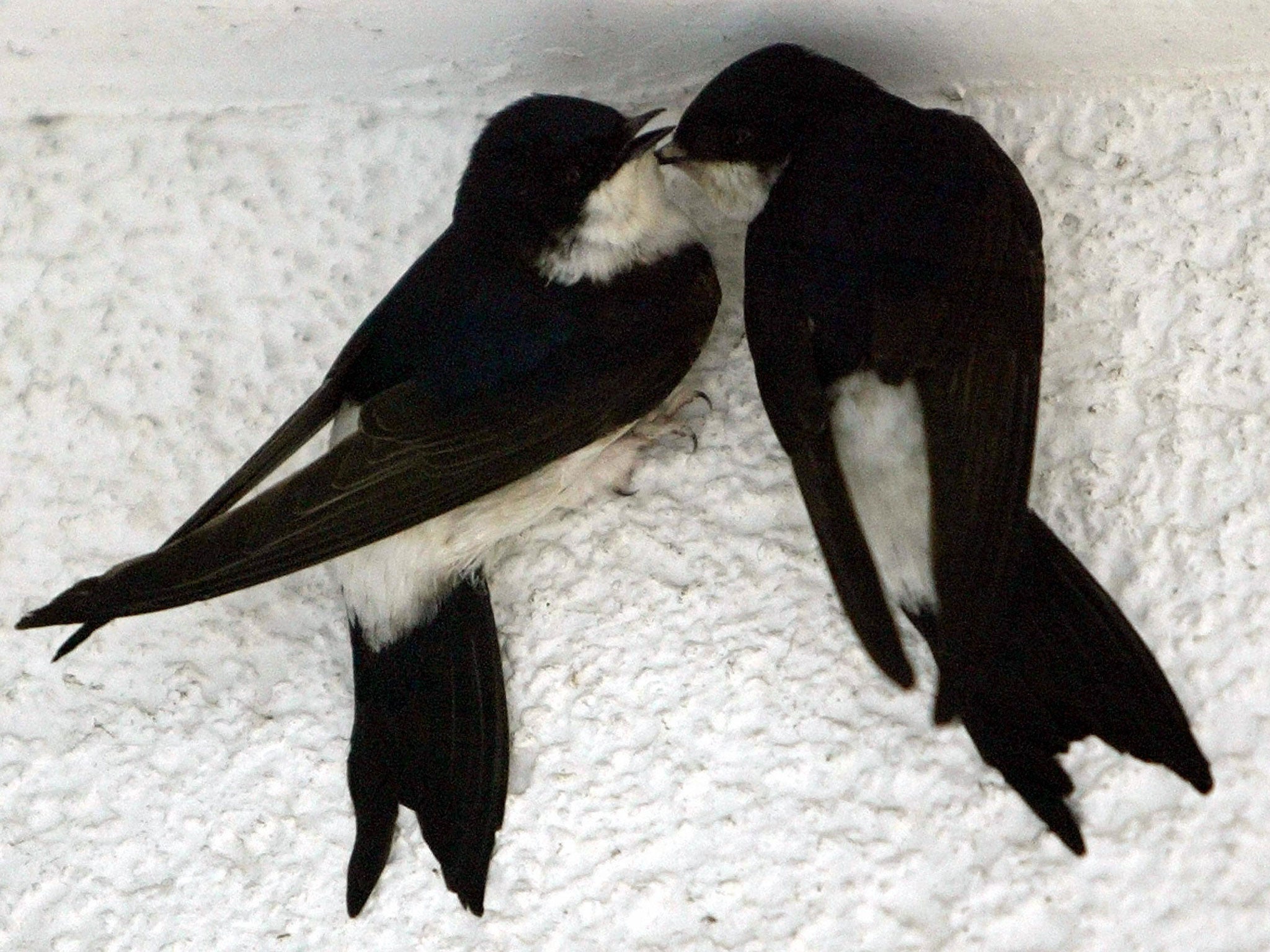 Swallows in certain areas are evolving to adapt to avoid road traffic