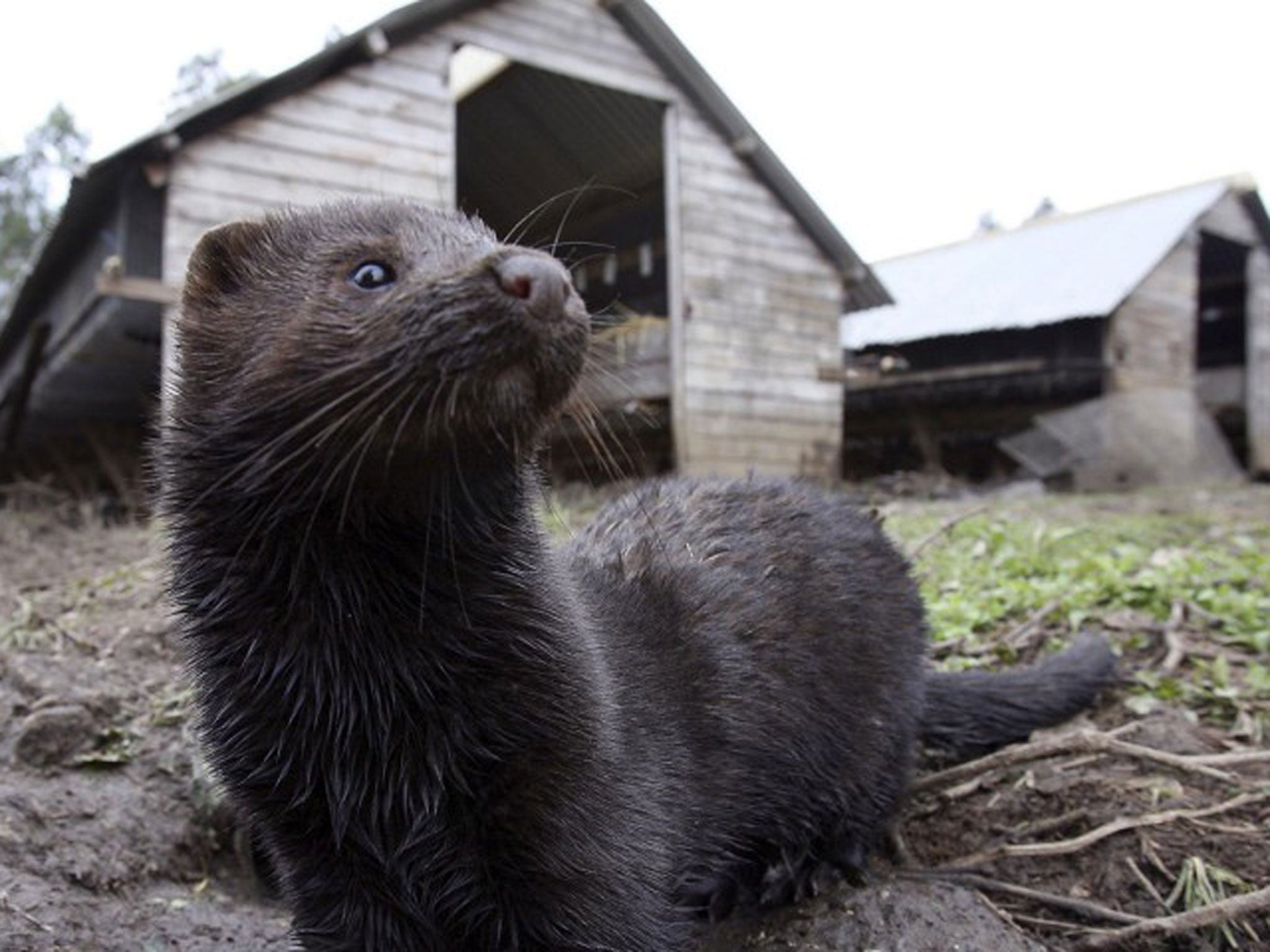 Thousands of mink bred in fur farms in Utah and Wisconsin have now died form Covid-19