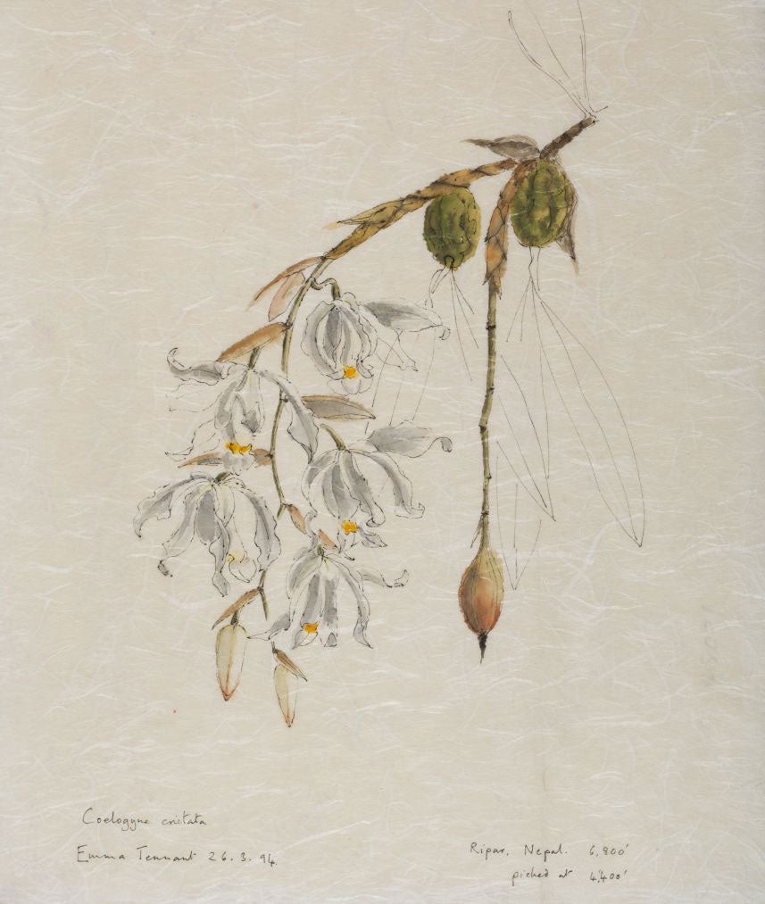 Emma Tennant's painting of the orchid, Coelogyne cristata