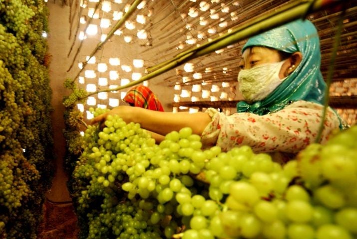 Farmers pick grapes at a vineyard in Hami in northwest China's Xinjiang region