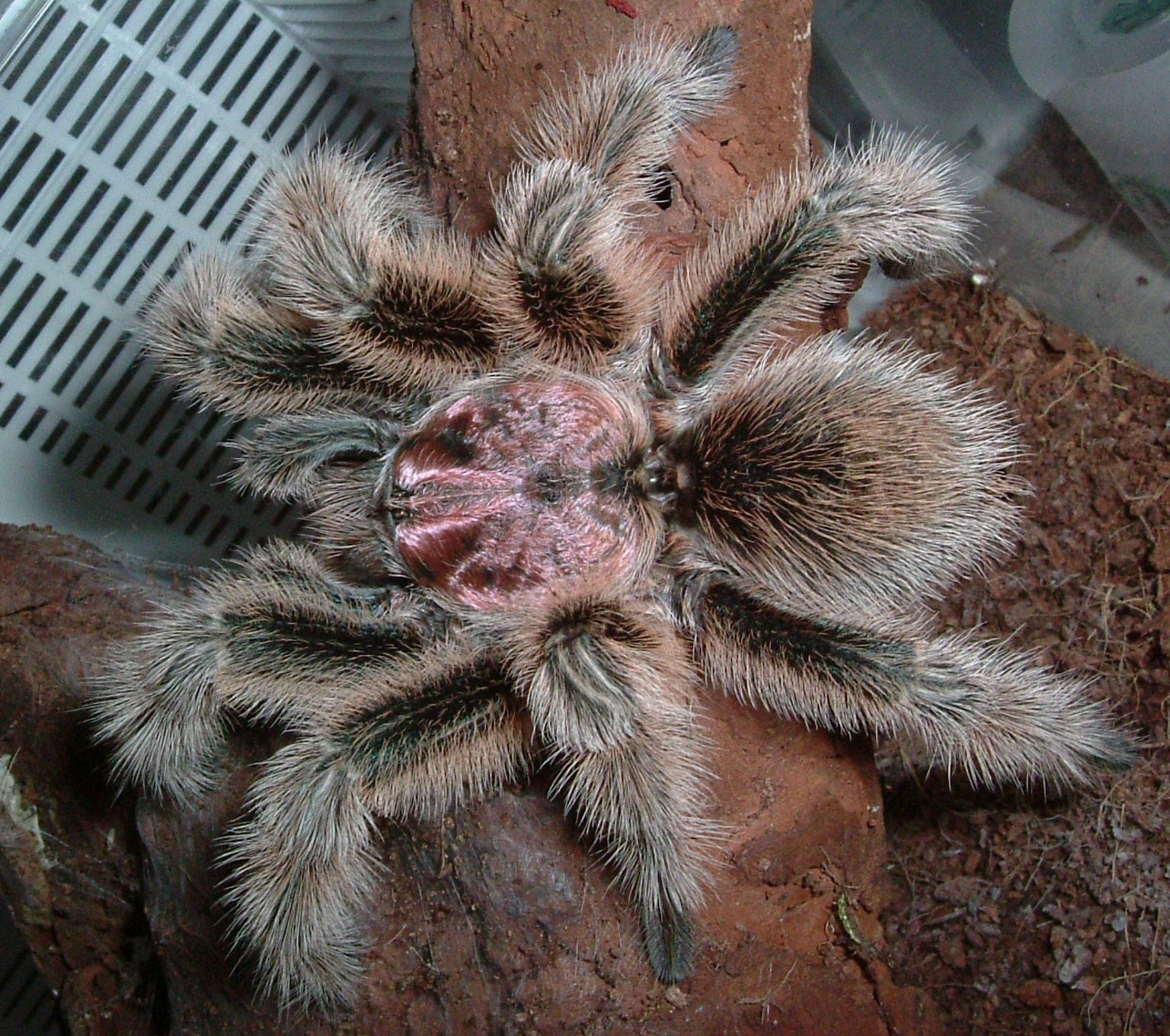 Chilean rose tarantula