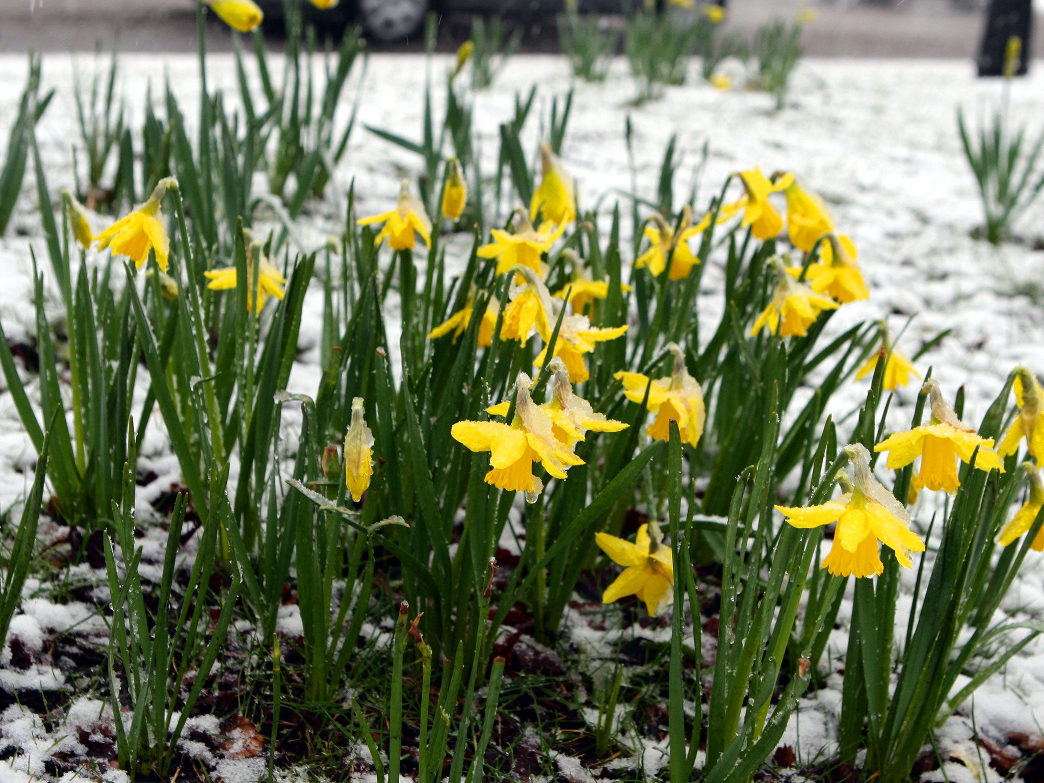 Snow covered daffodills in Gateacre Village, Liverpool