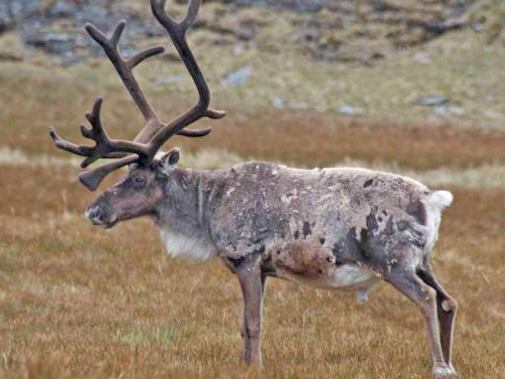 Reindeer were introduced on South Georgia a century ago