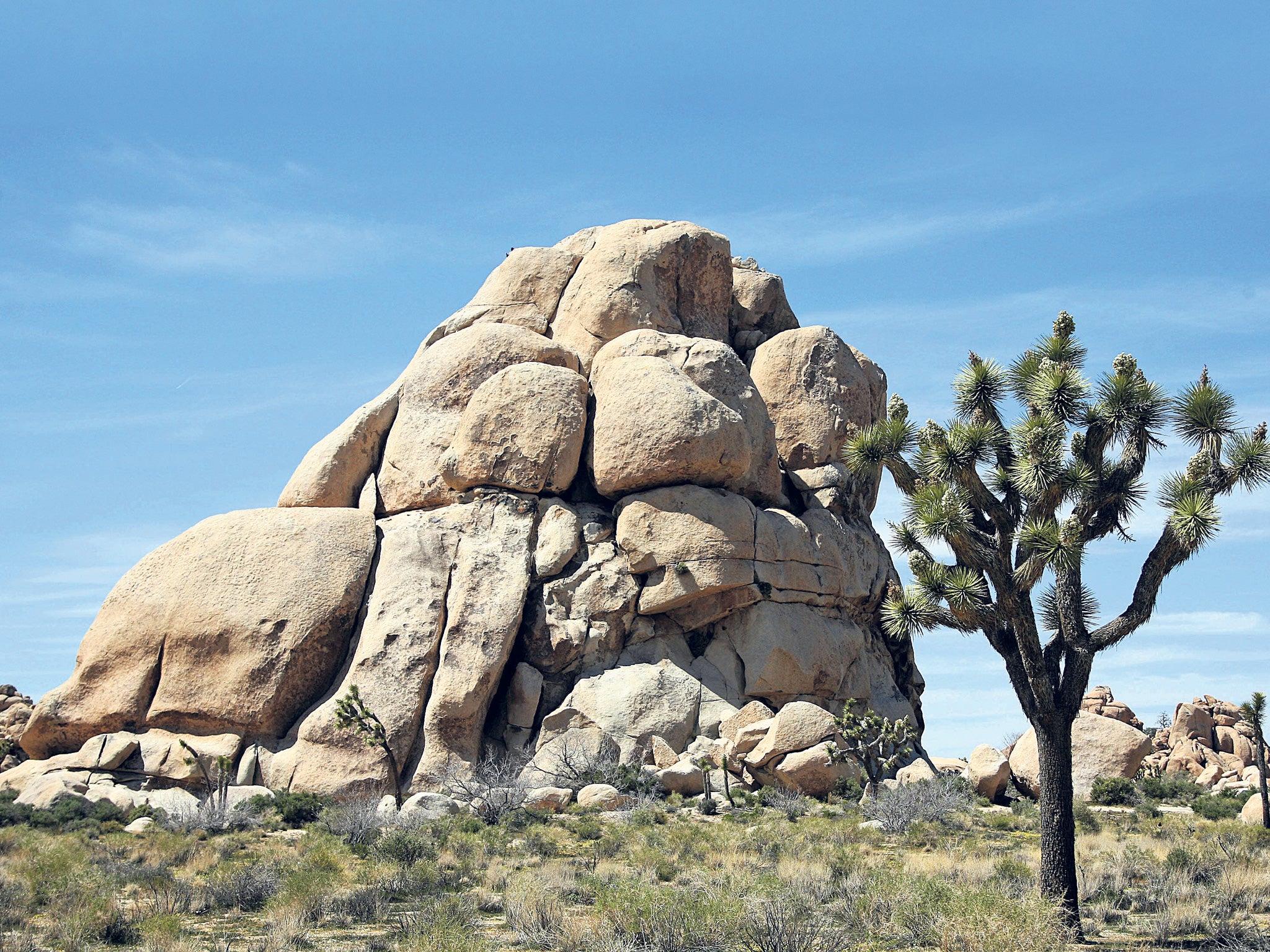 Vertical hold: Joshua Tree National Park
