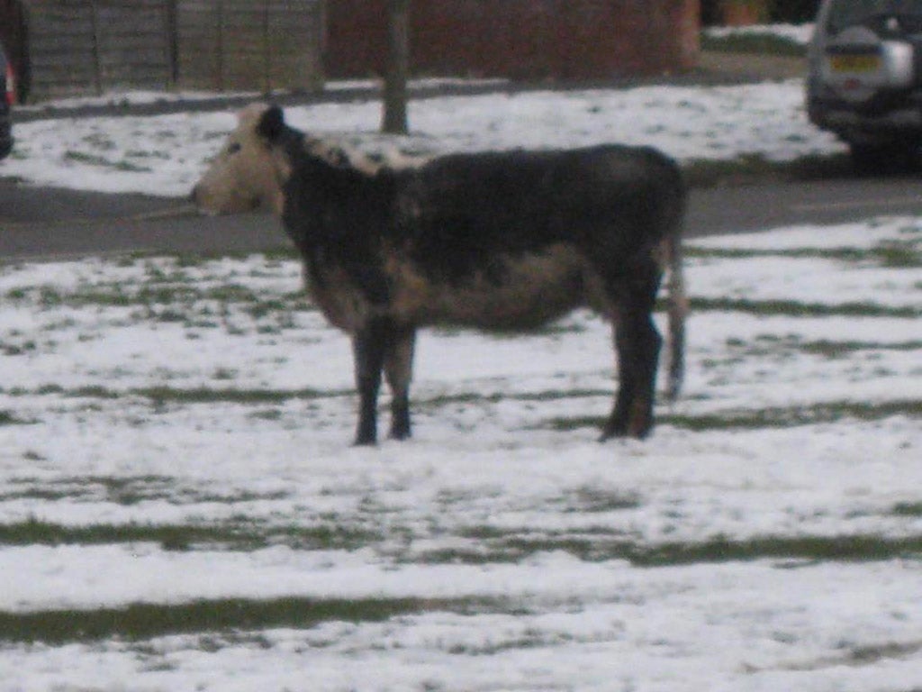 The cow that was shot dead by police