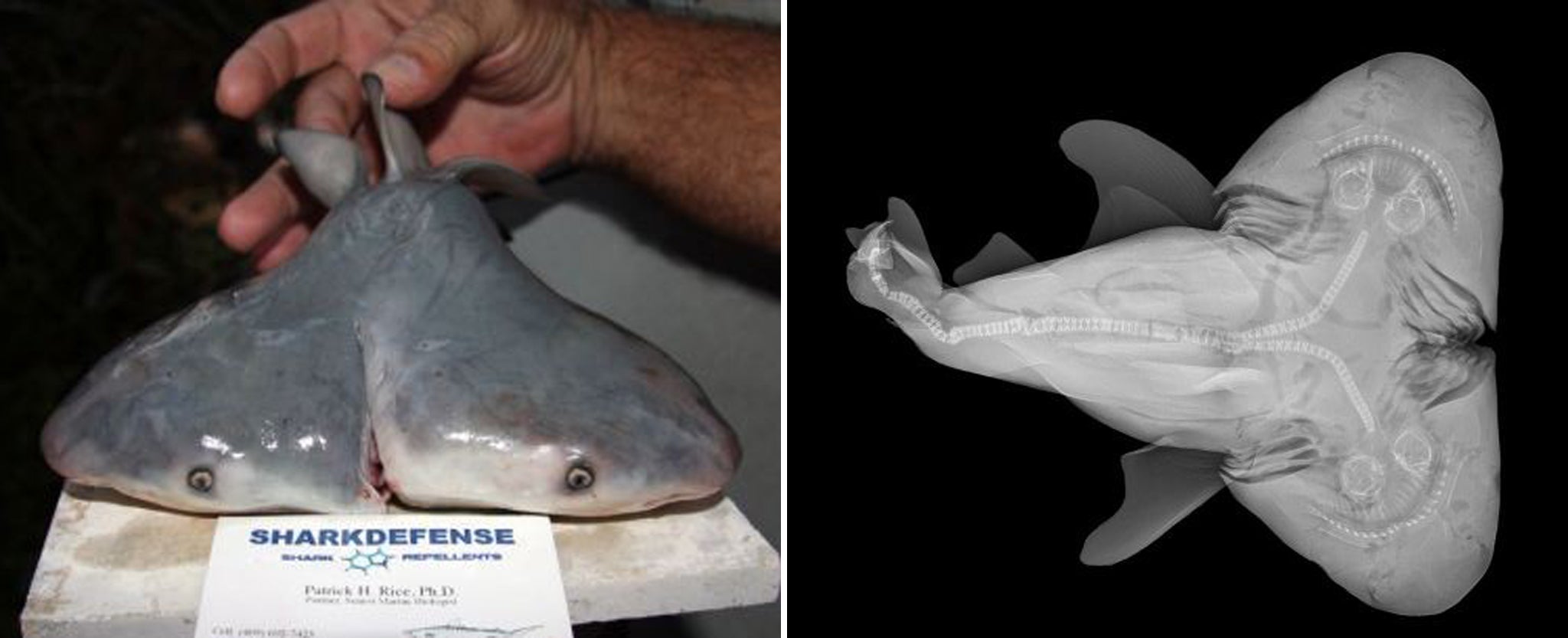 Scientists have confirmed the discovery of the first-ever, two-headed bull shark