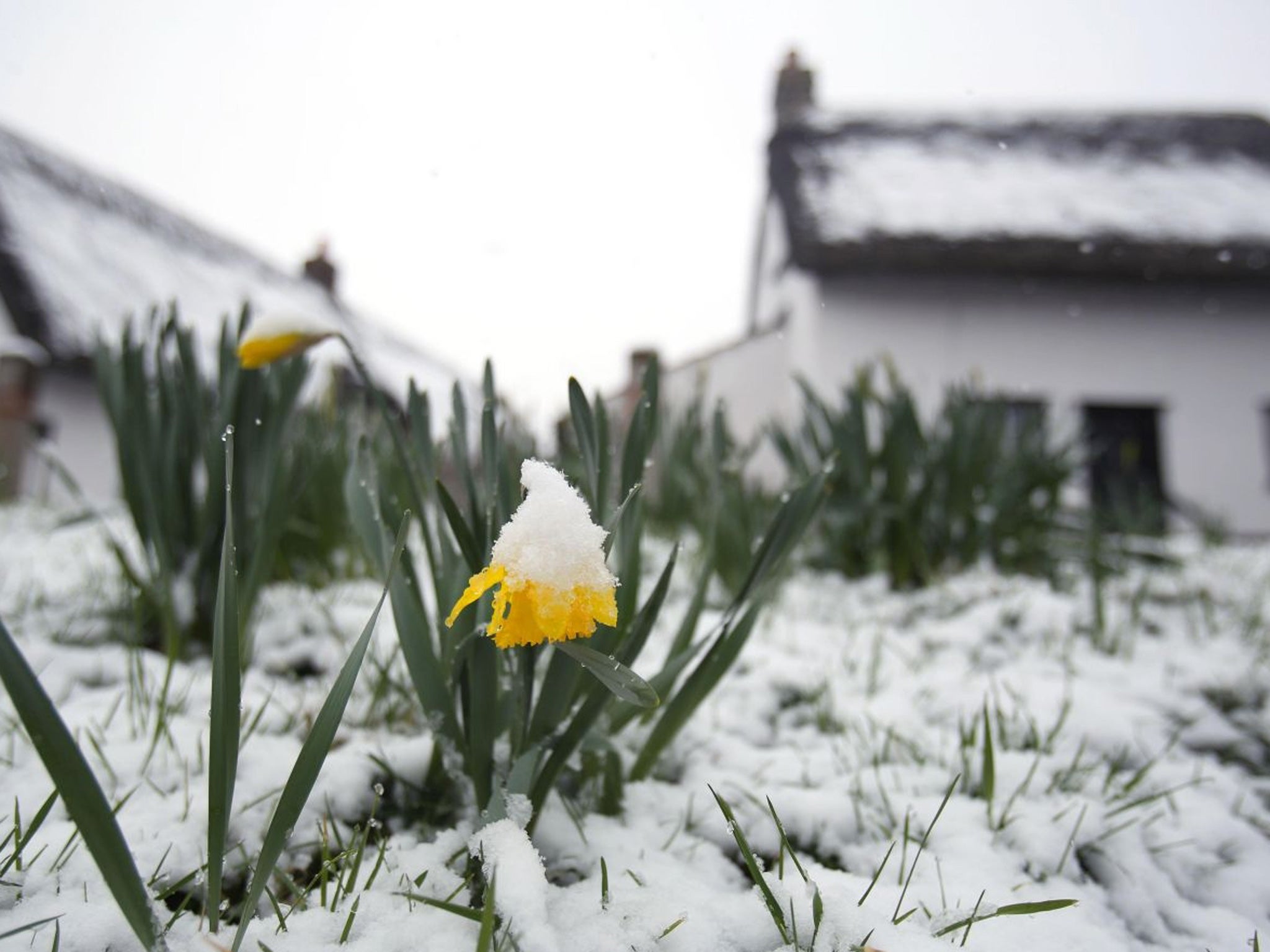 A snow-covered daffodil sums up the struggle that spring flowers have had in March