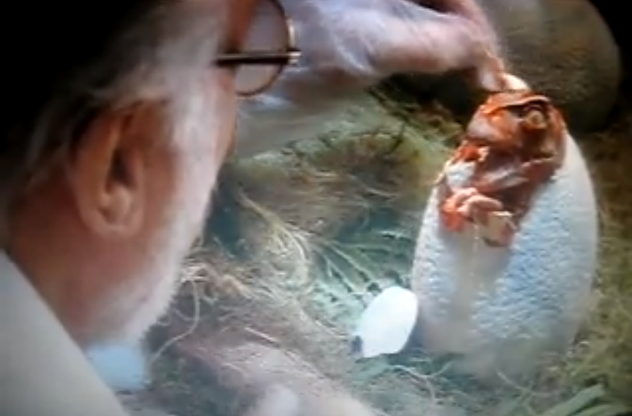 This scene from Steven Spielberg’s Jurassic Park shows the memorable moment when the first genetically engineered dinosaur hatches