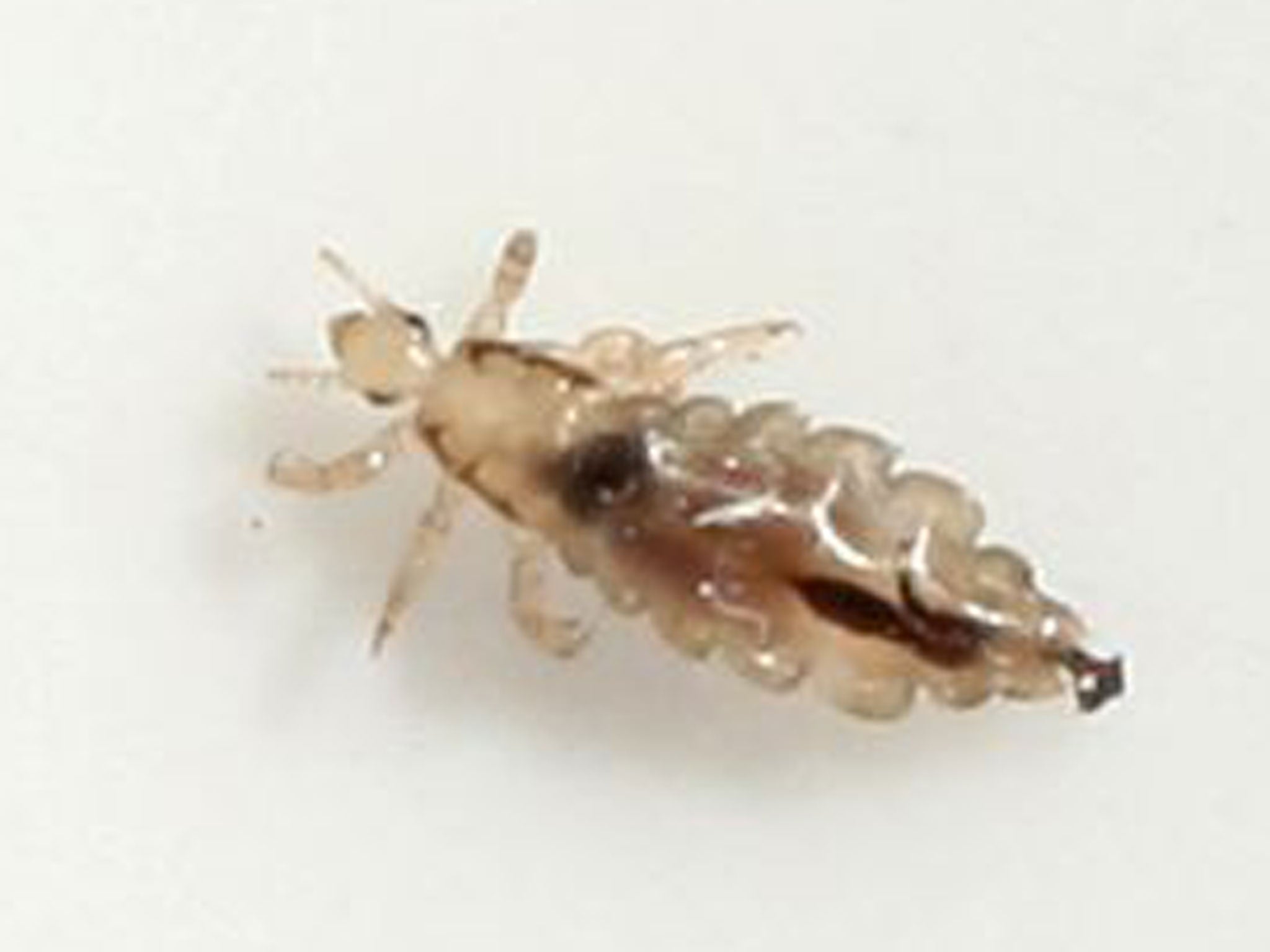 A long winter have created an explosion of head lice infestations
across Britain