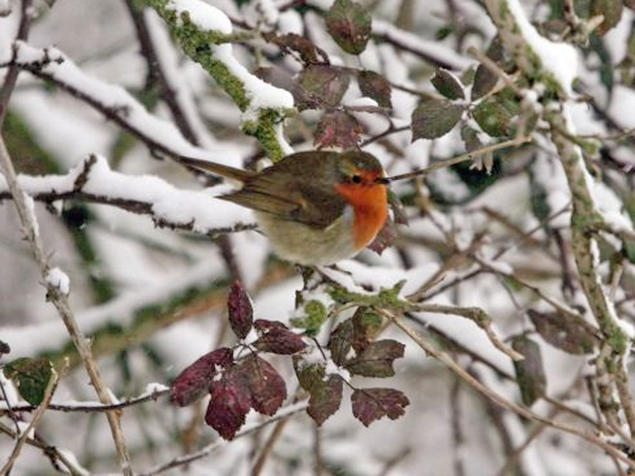 The seemingly never-ending winter is having a serious effect on Britain’s wildlife, some of which won’t see the spring