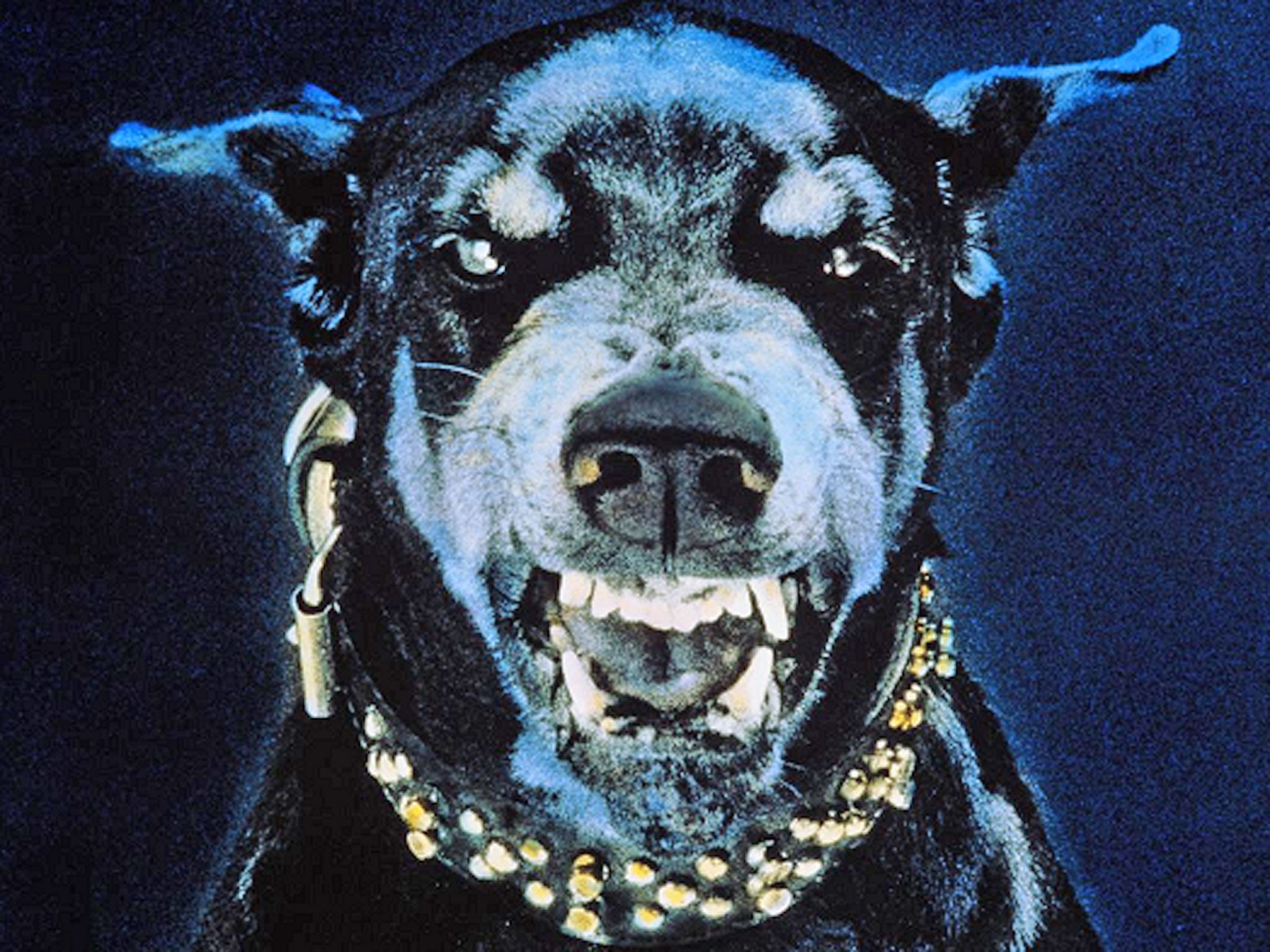 Dangerous dogs off the leash