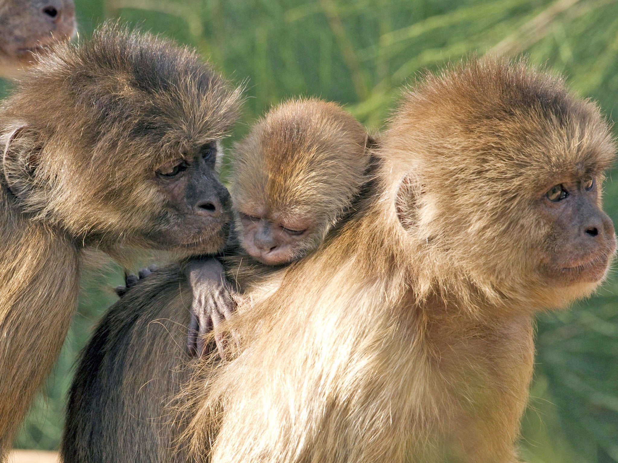 Yorkshire housewife claims she was raised by a troop of capuchin monkeys