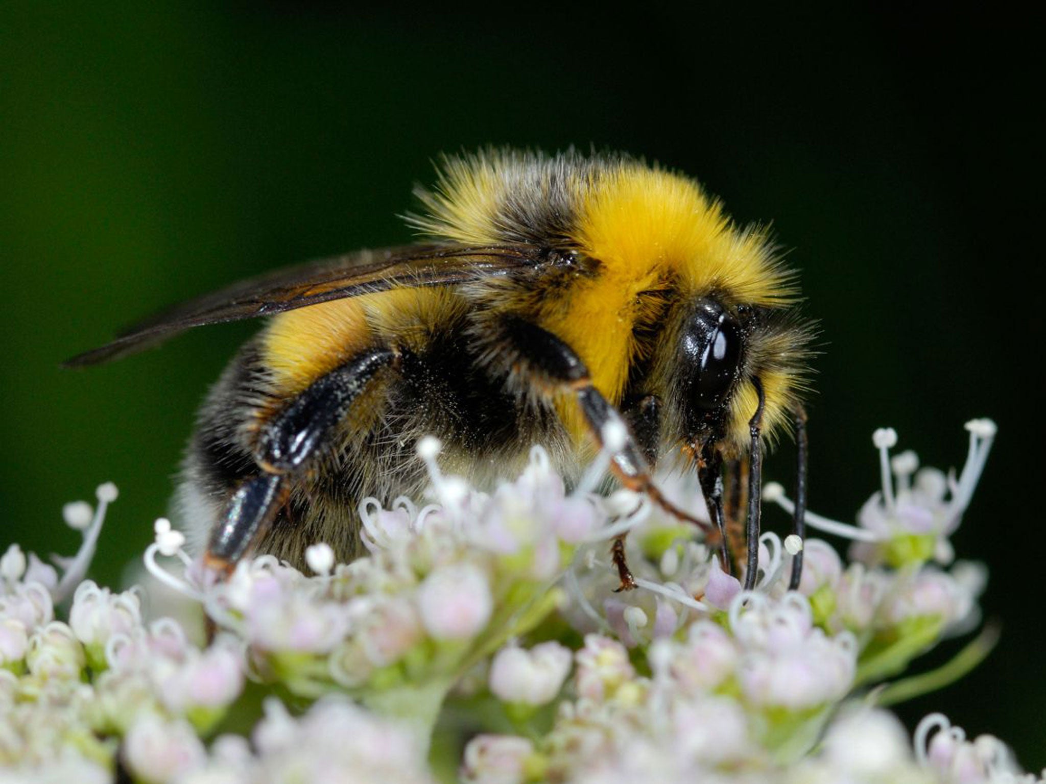 Buff-tailed Bumblebee (Bombus terrestris) on a blossom