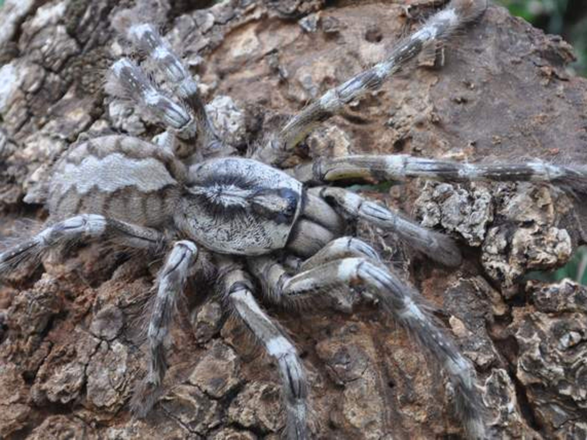 This giant tarantula has been discovered in Sri Lanka