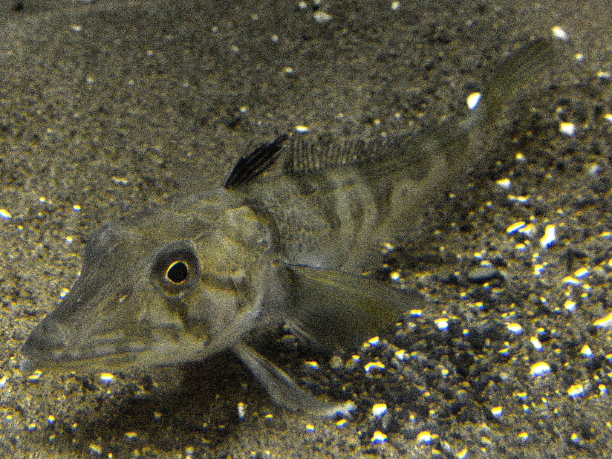 The Ocellated Ice Fish is found at depths of up to 3,300 feet in the freezing Antarctic Ocean