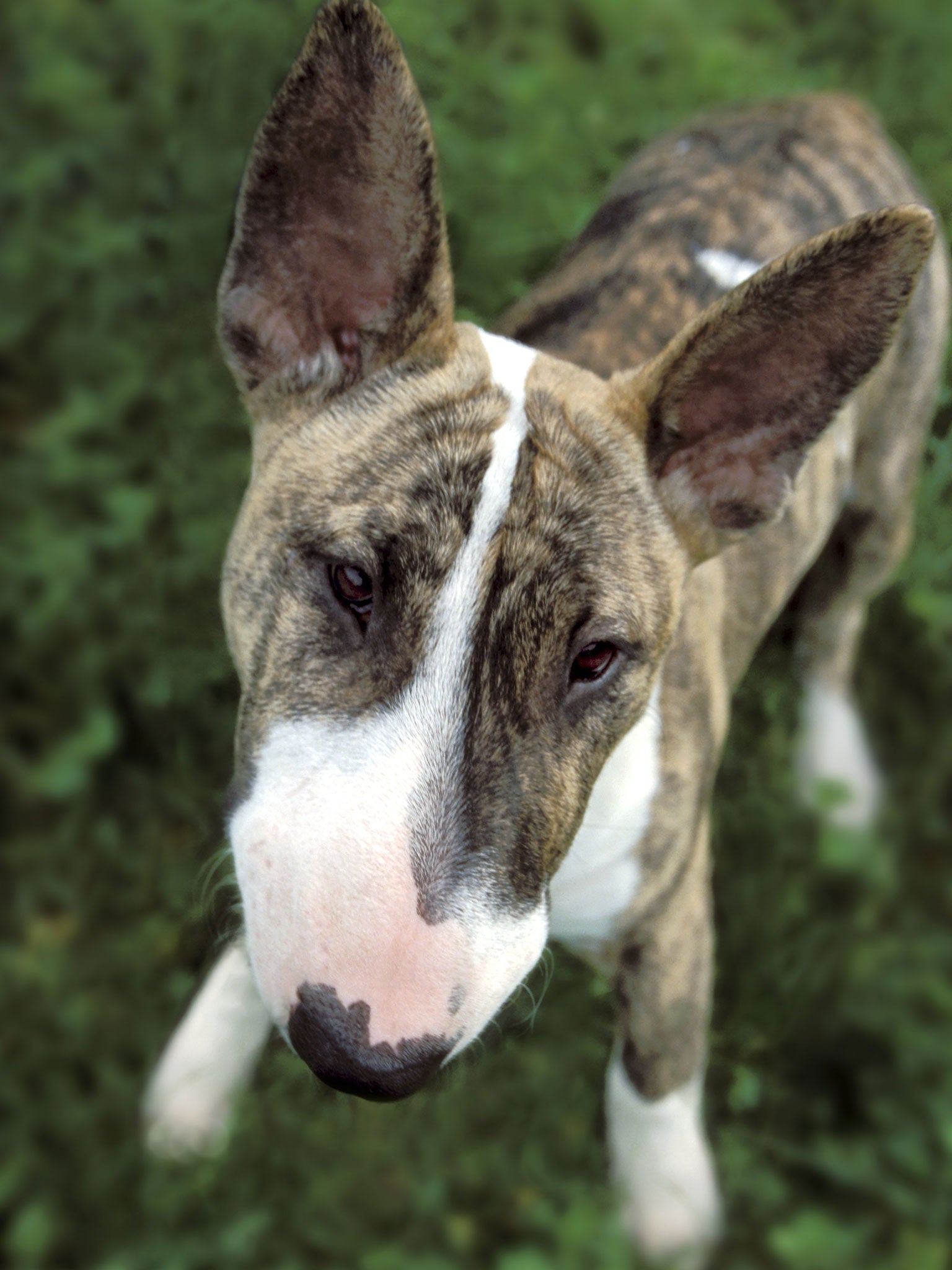 An English Bull Terrier